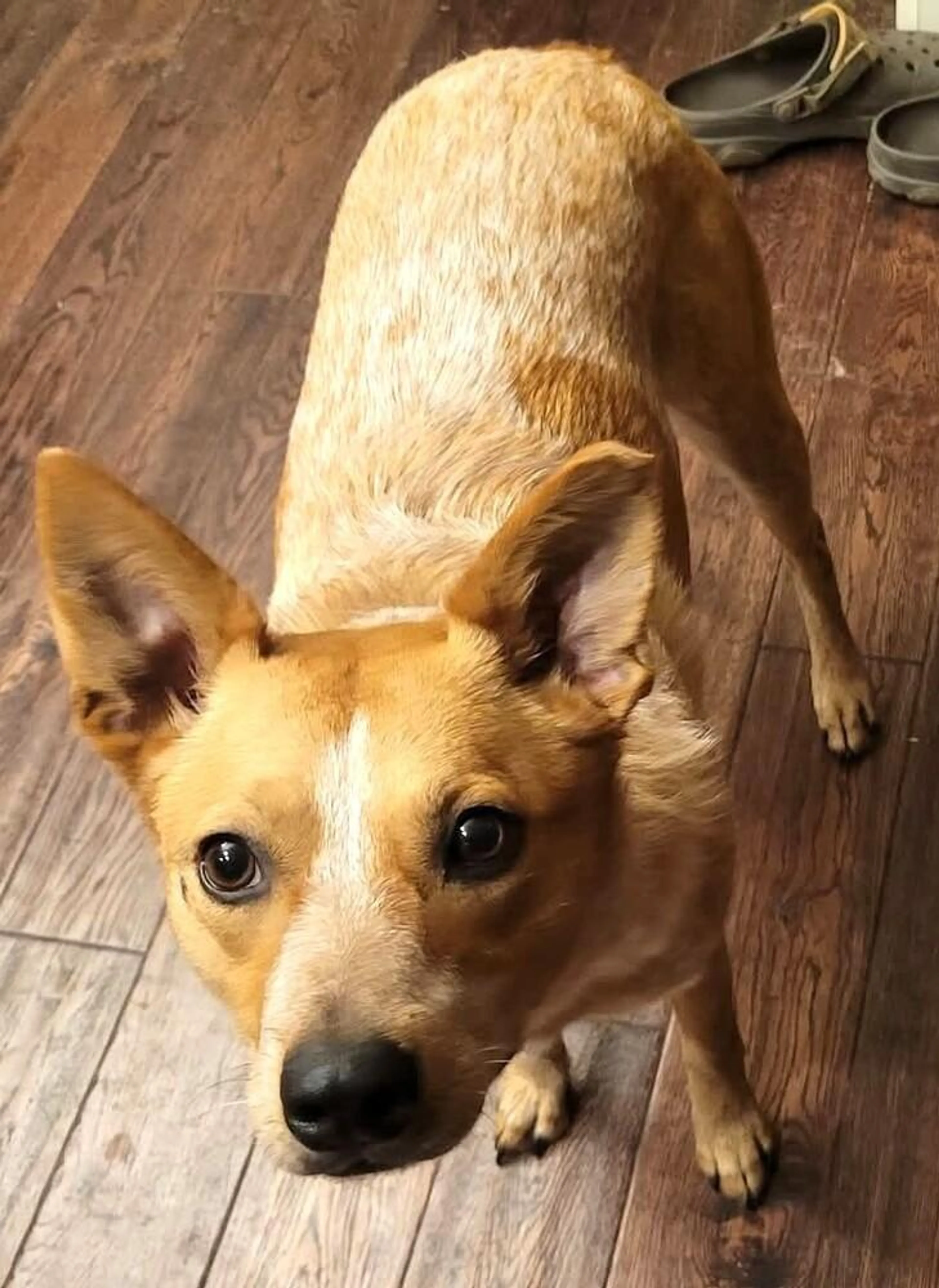 Found pet-1