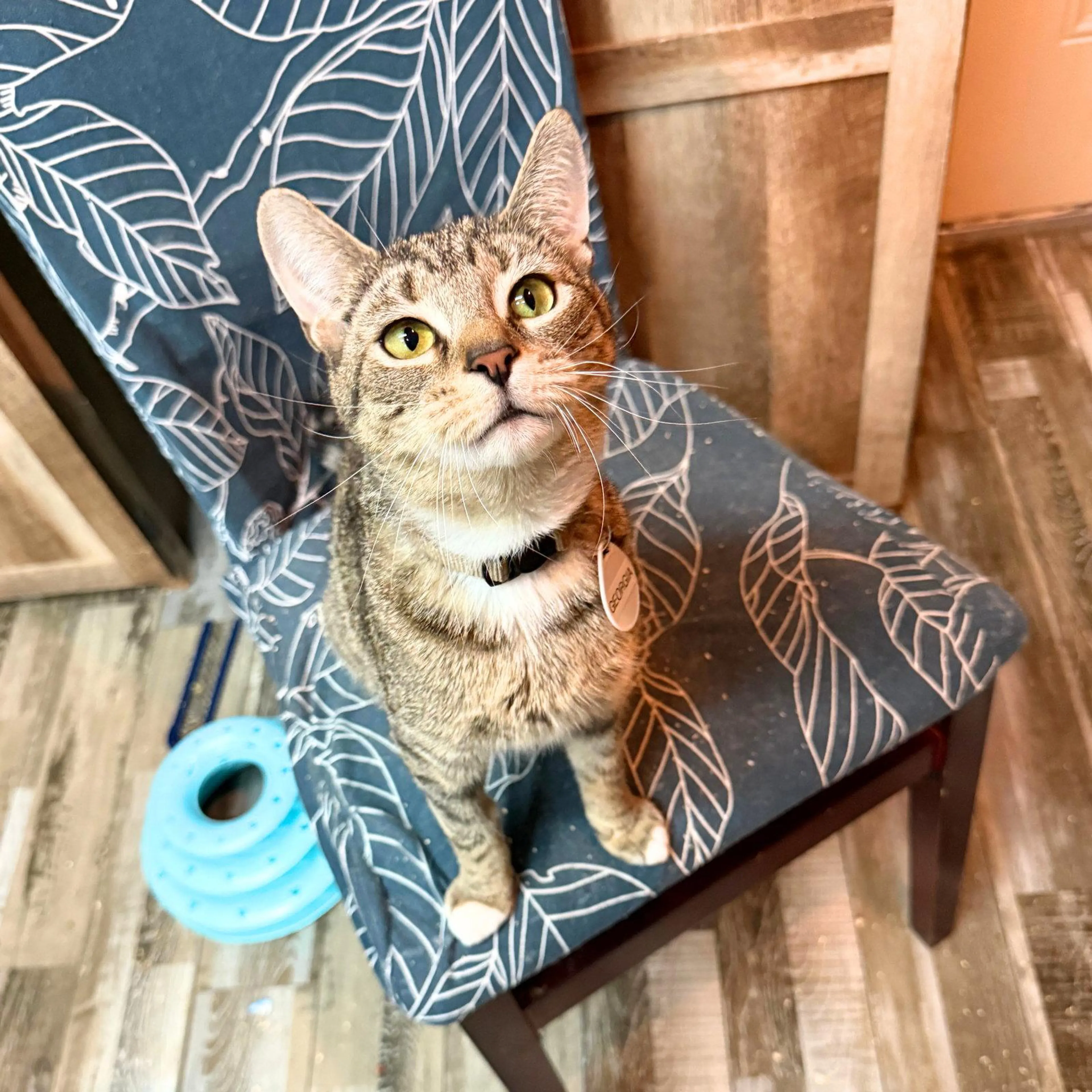 Found pet-1
