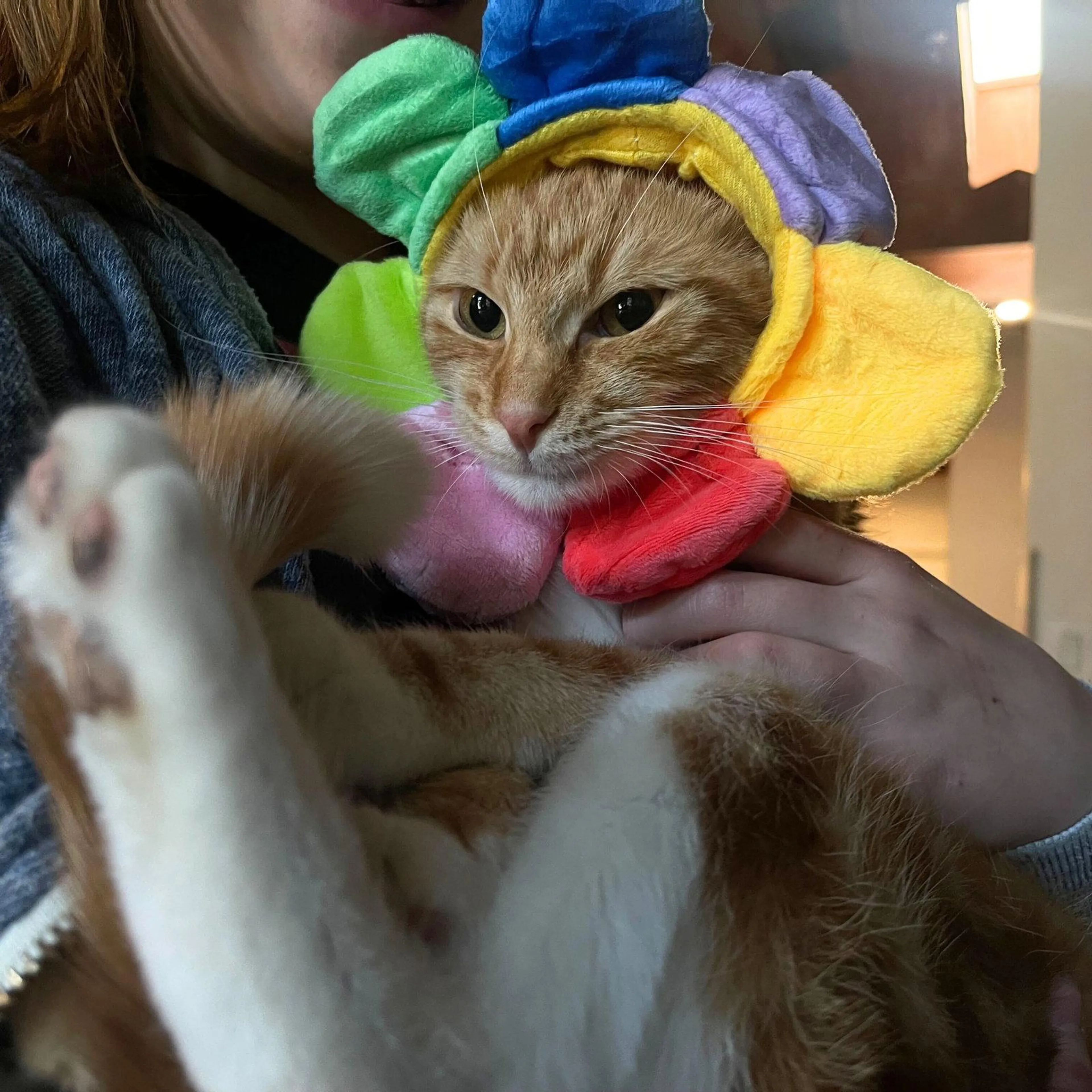 Found pet-1