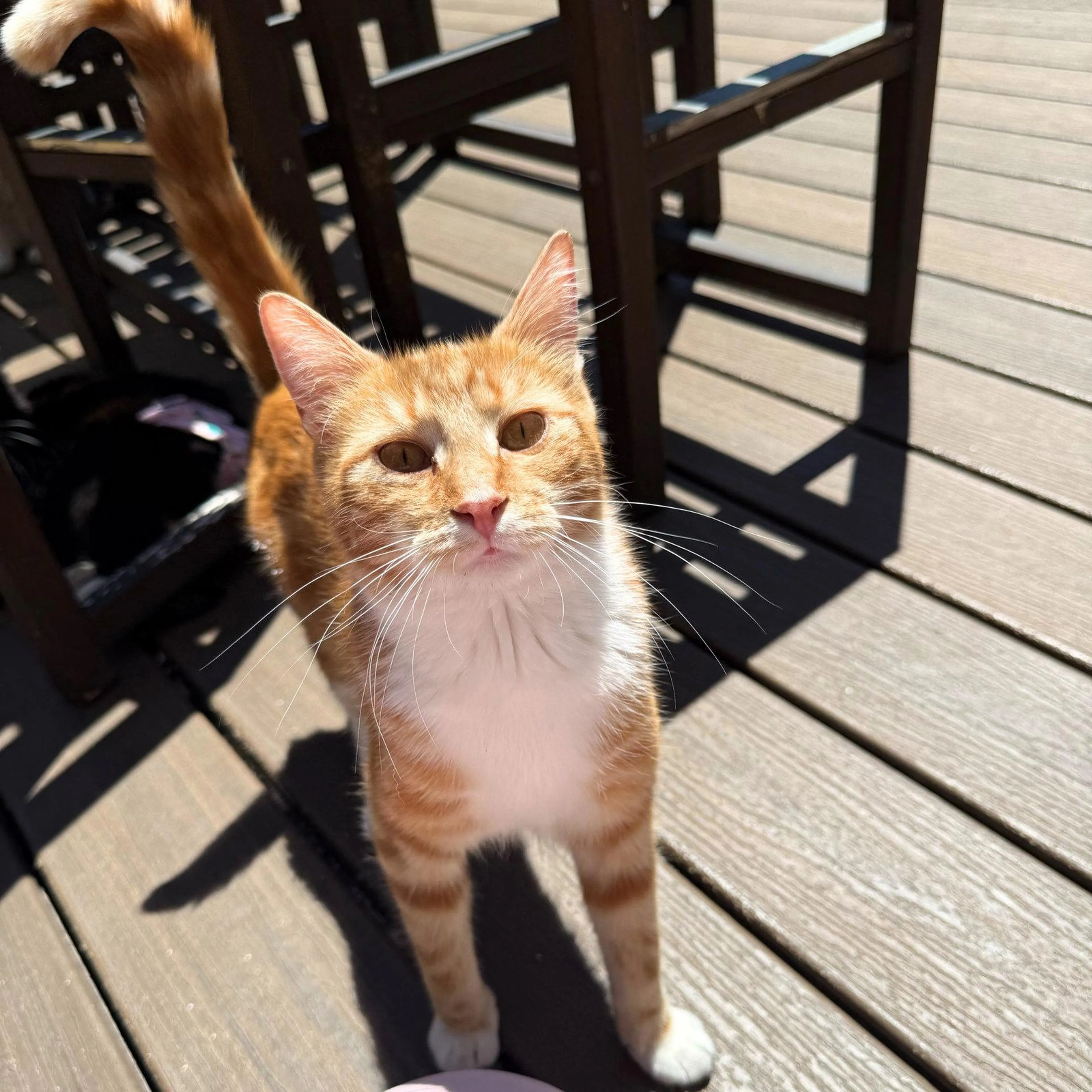 Found pet-0