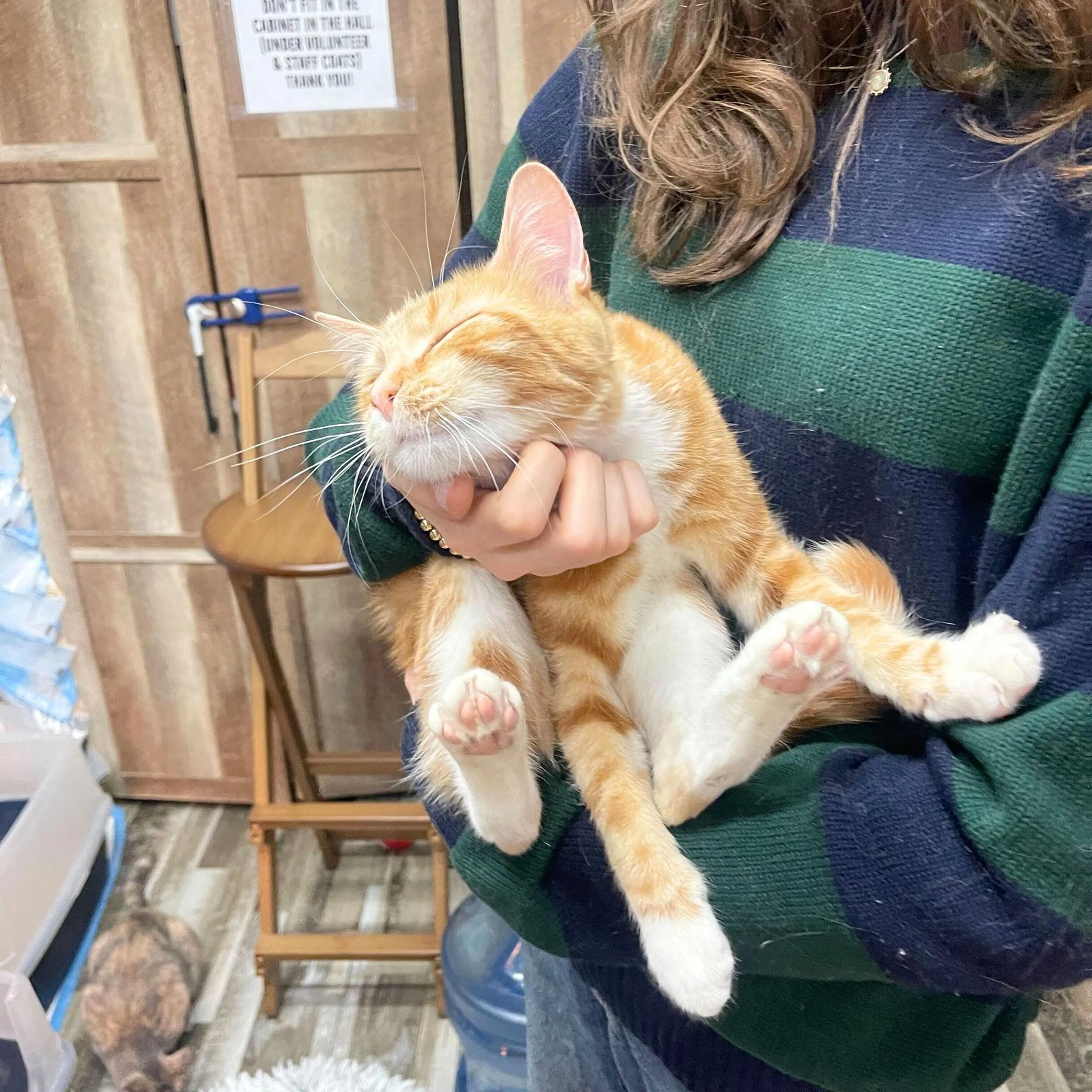 Found pet-2