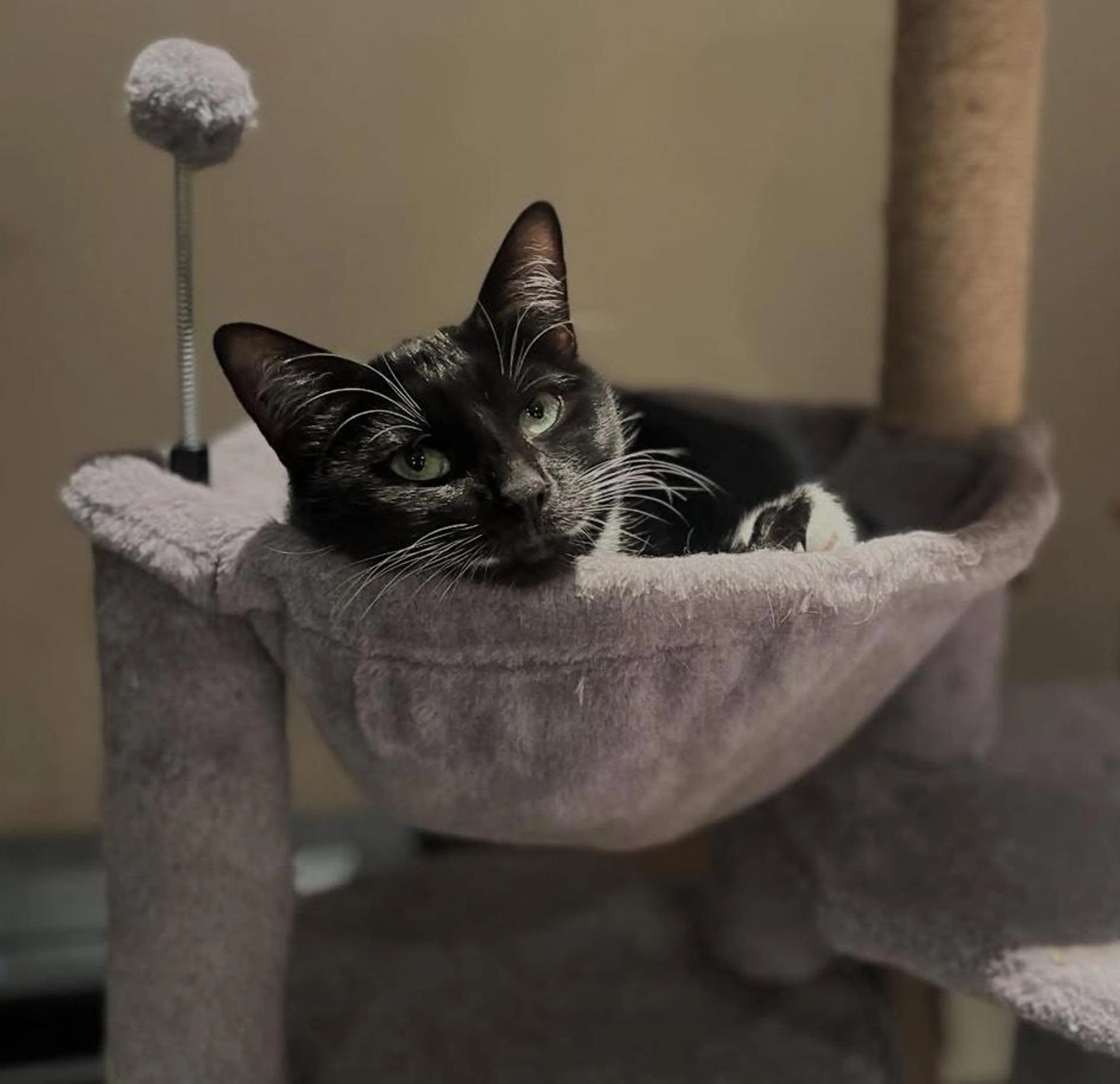 Found pet-2