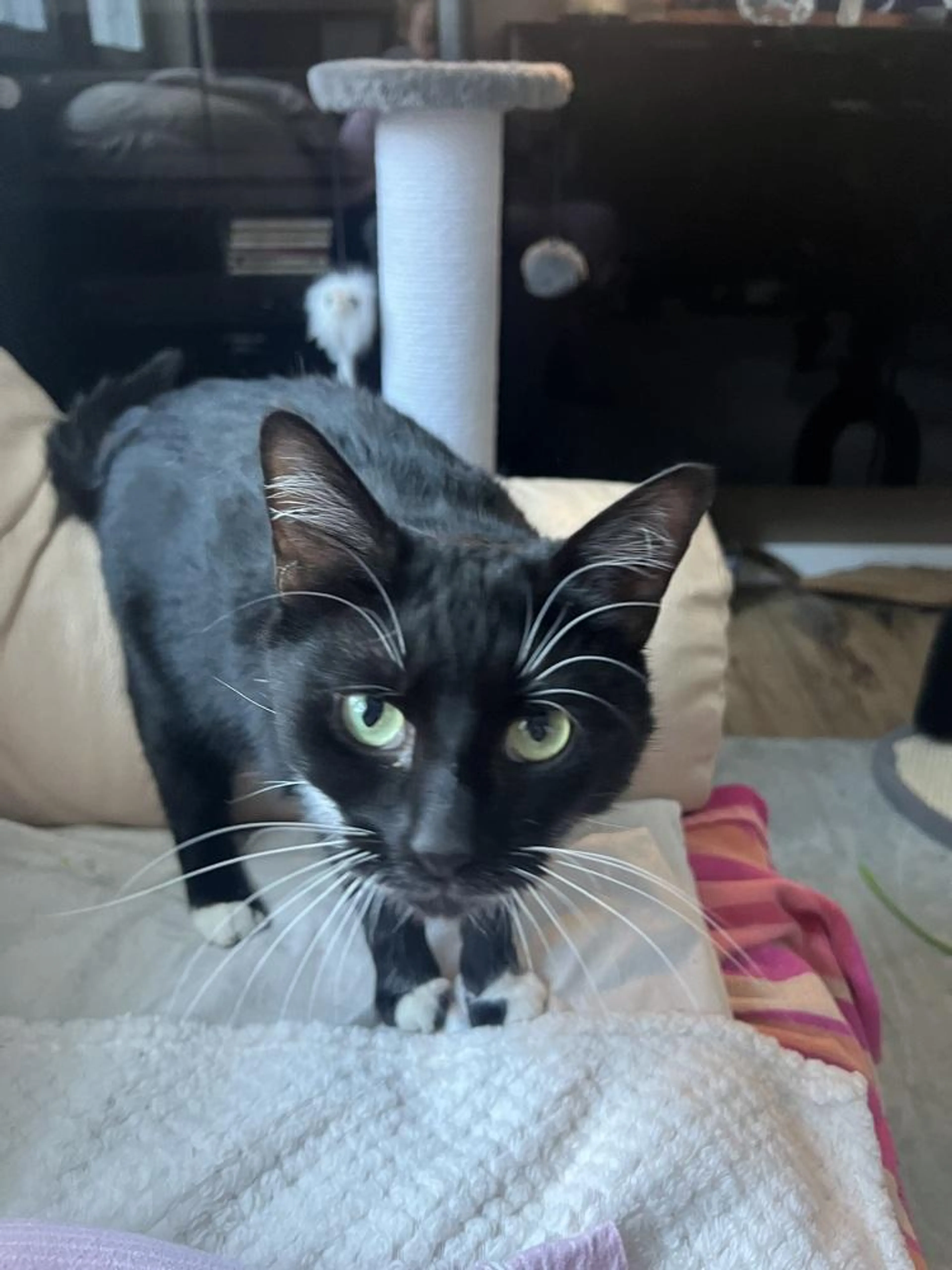 Found pet-3