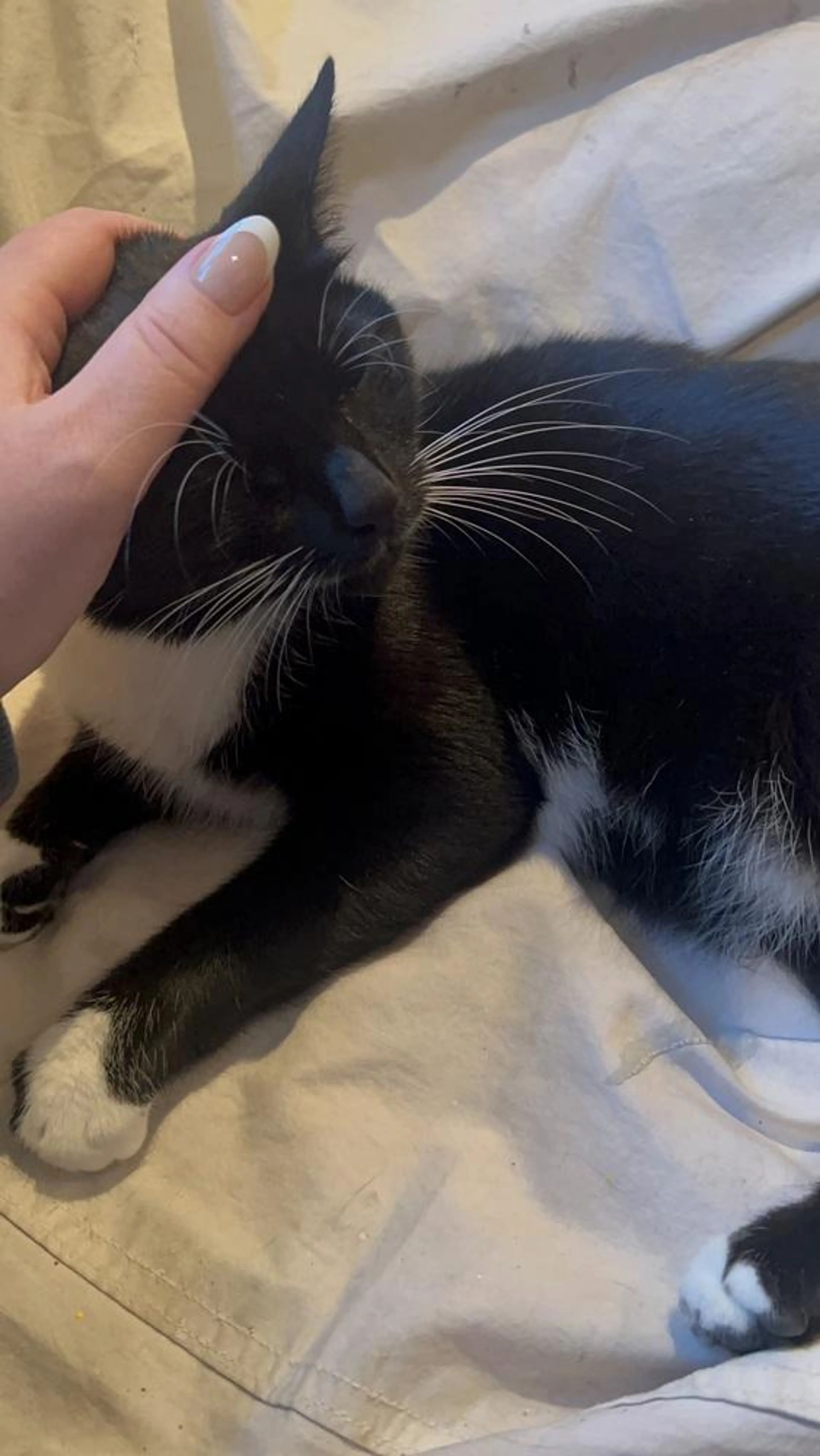 Found pet-1
