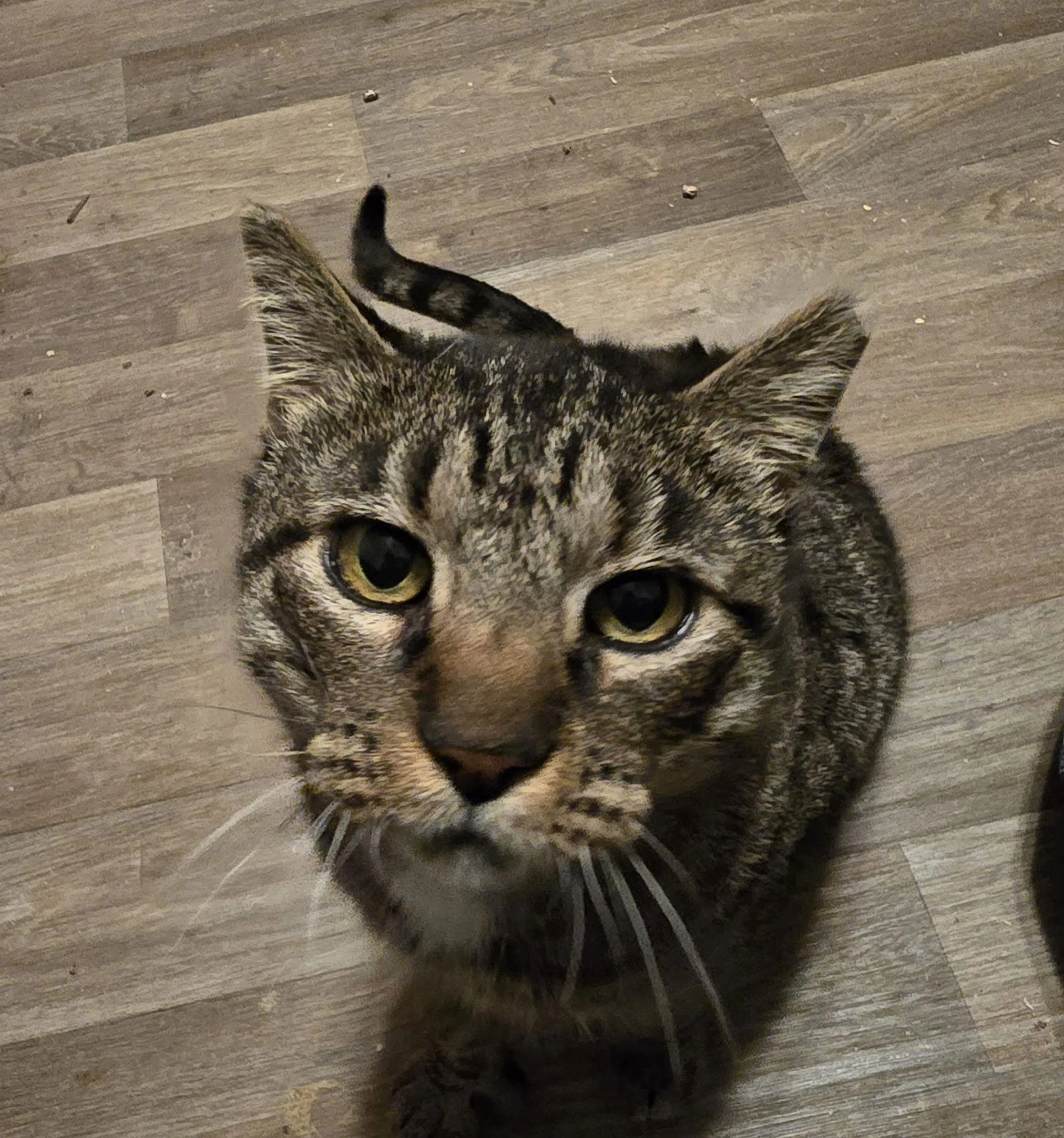 Found pet-1