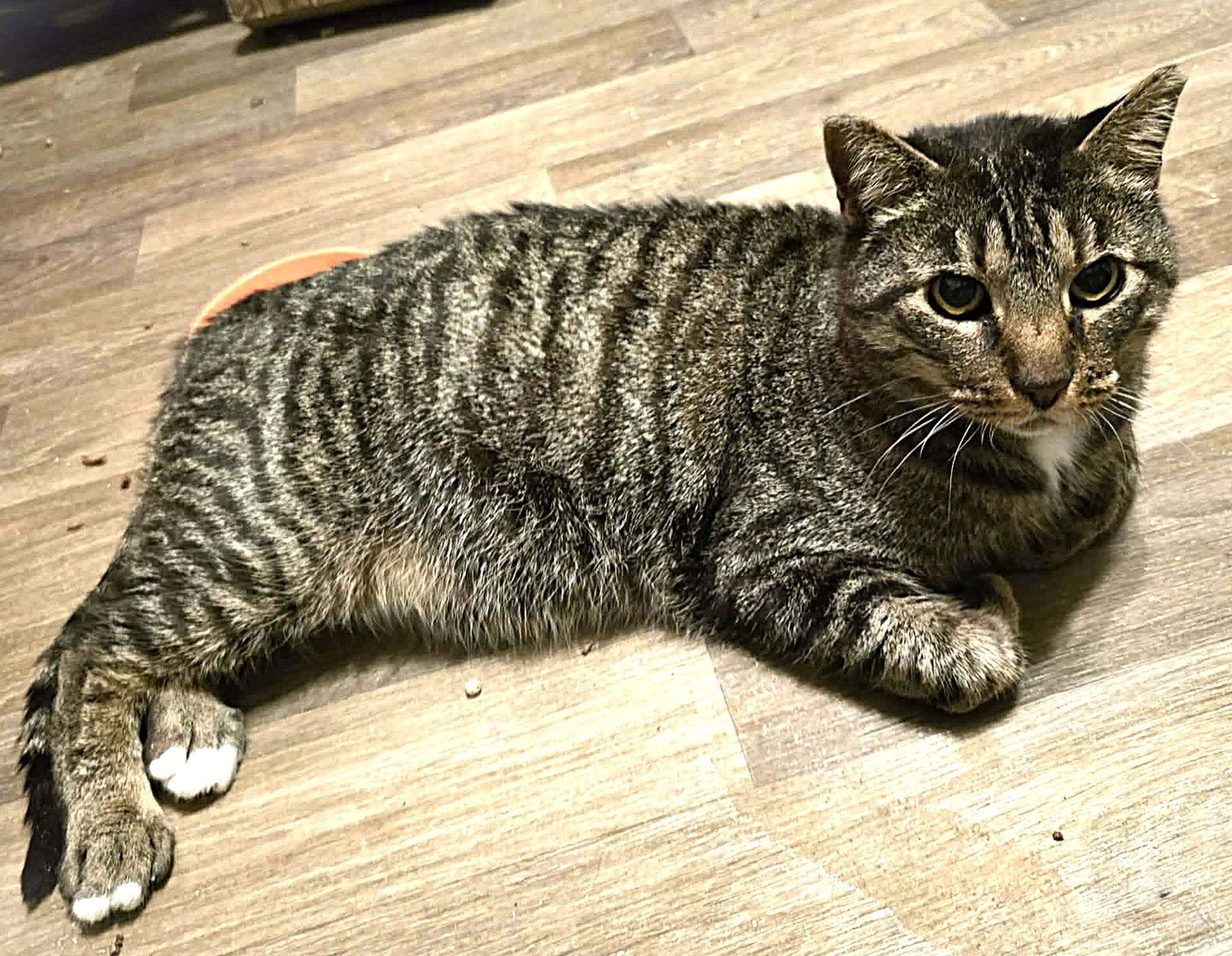 Found pet-2