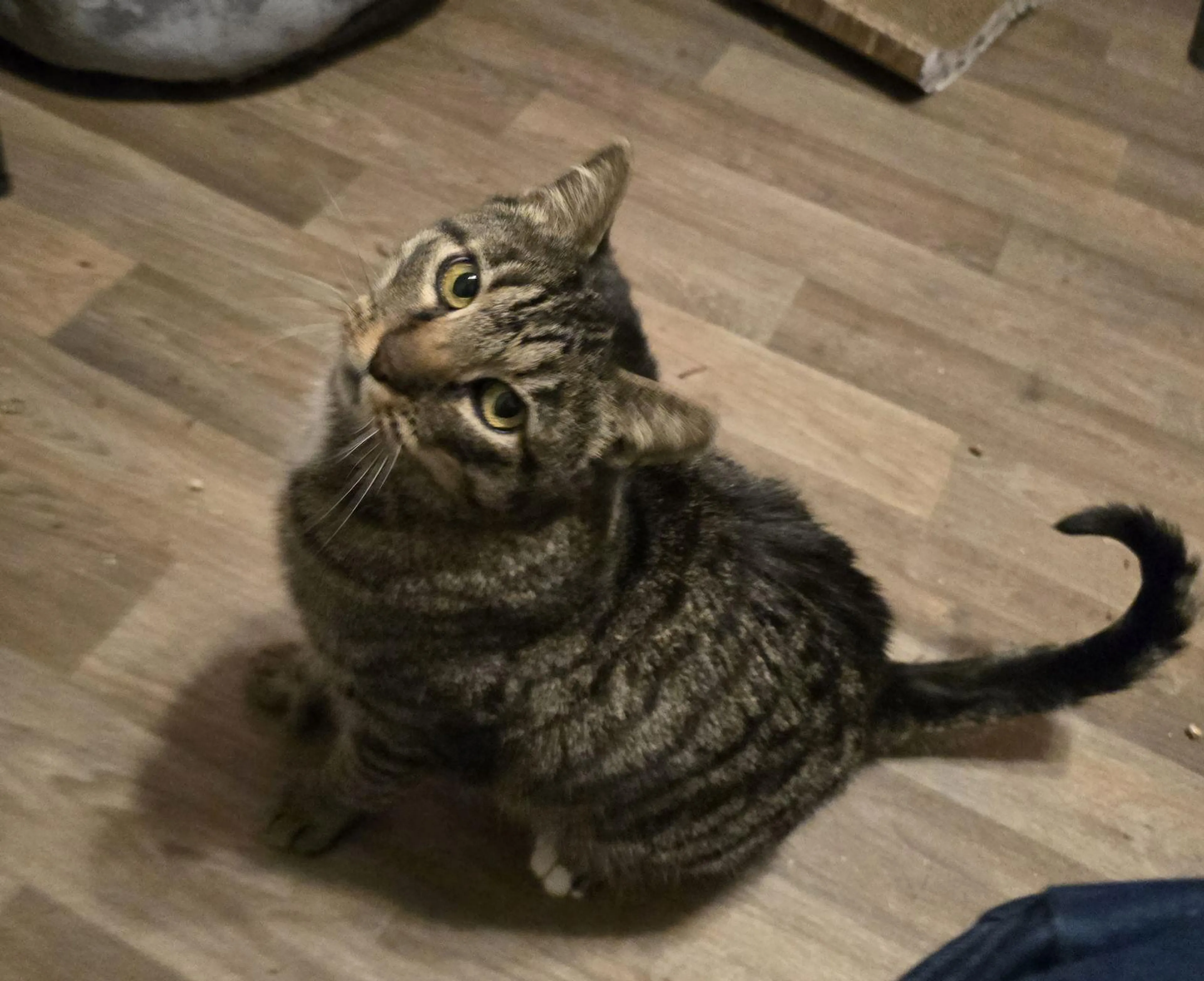 Found pet-0