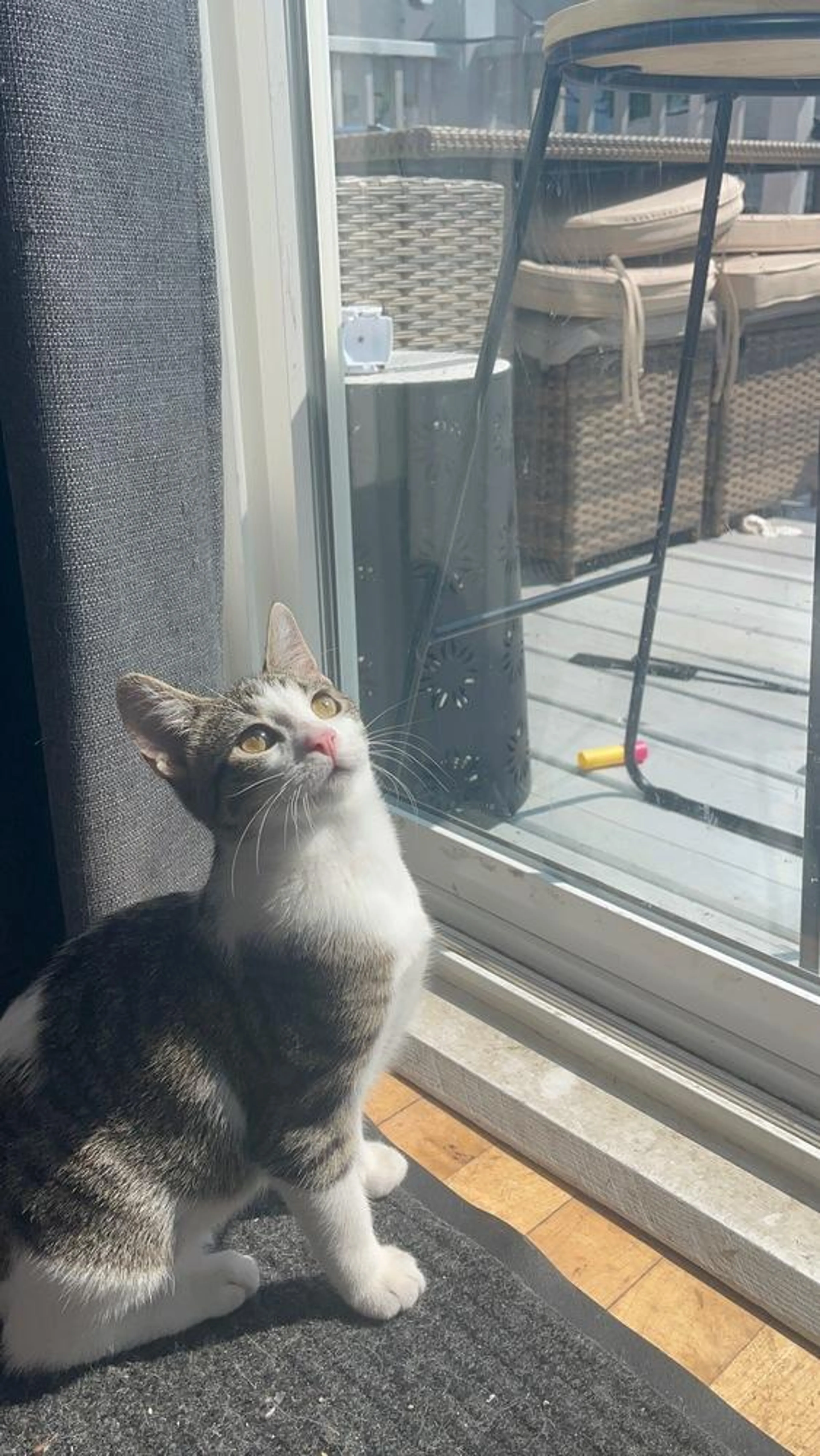 Found pet-5