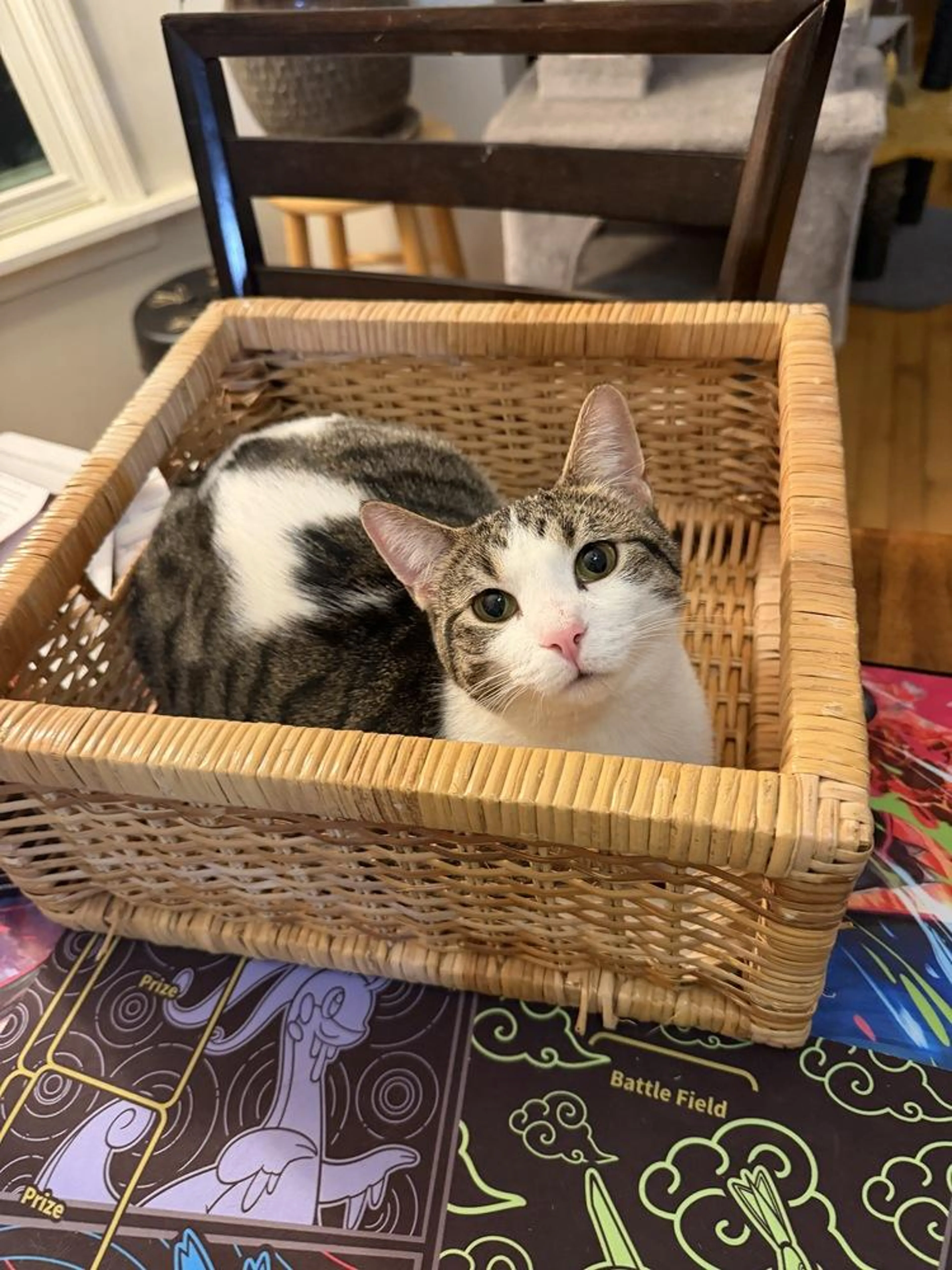 Found pet-2