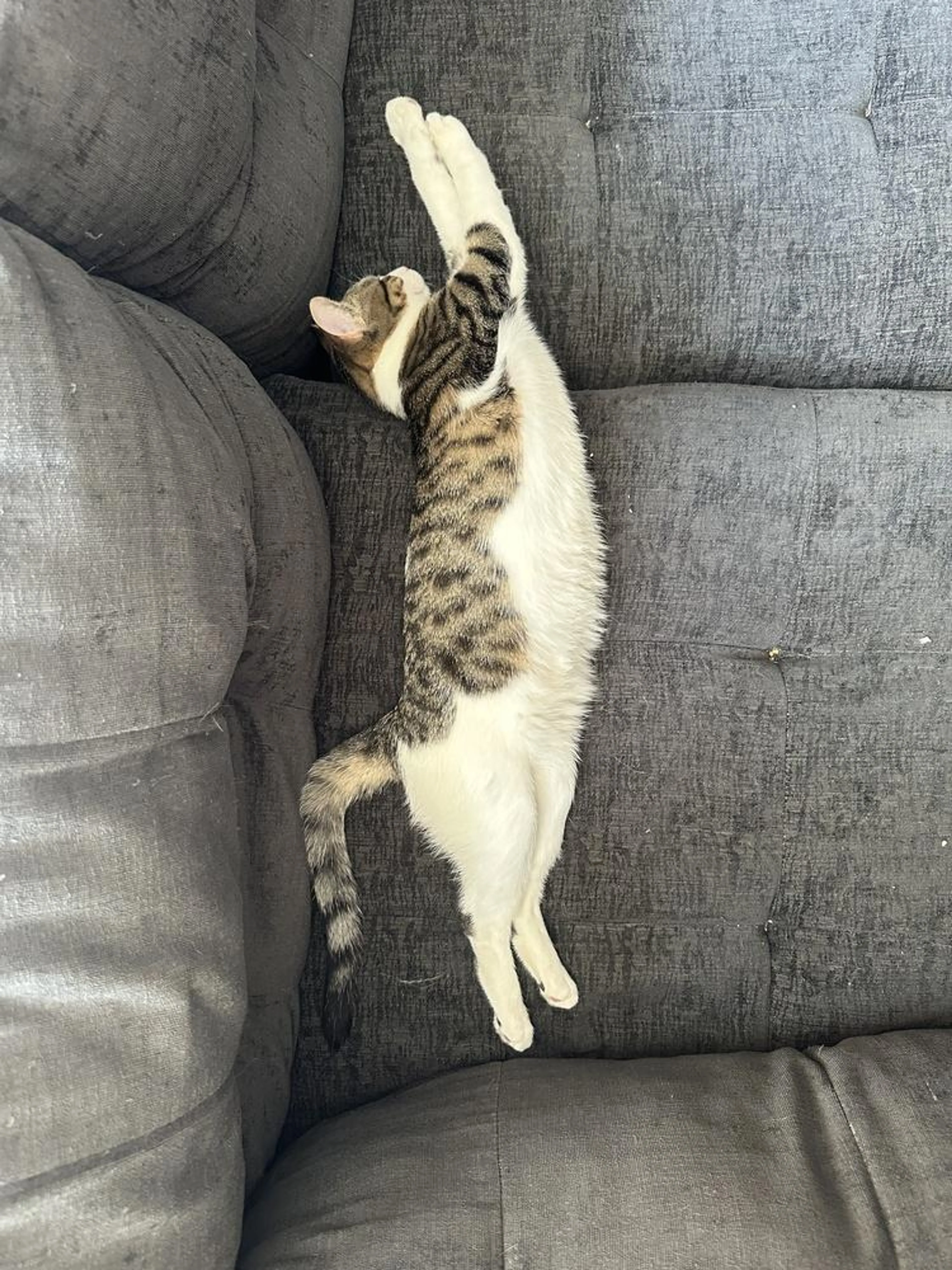 Found pet-4