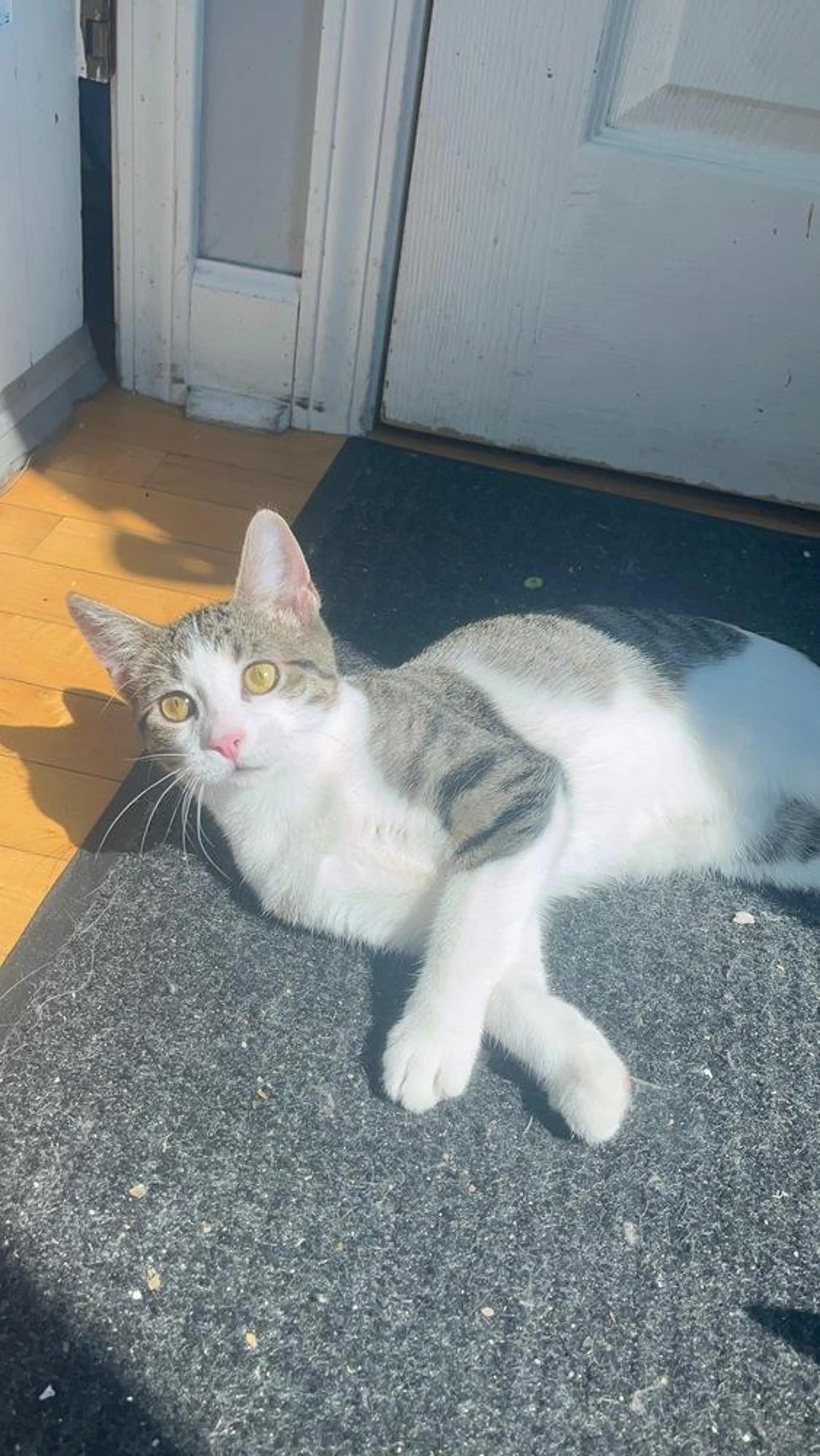 Found pet-3