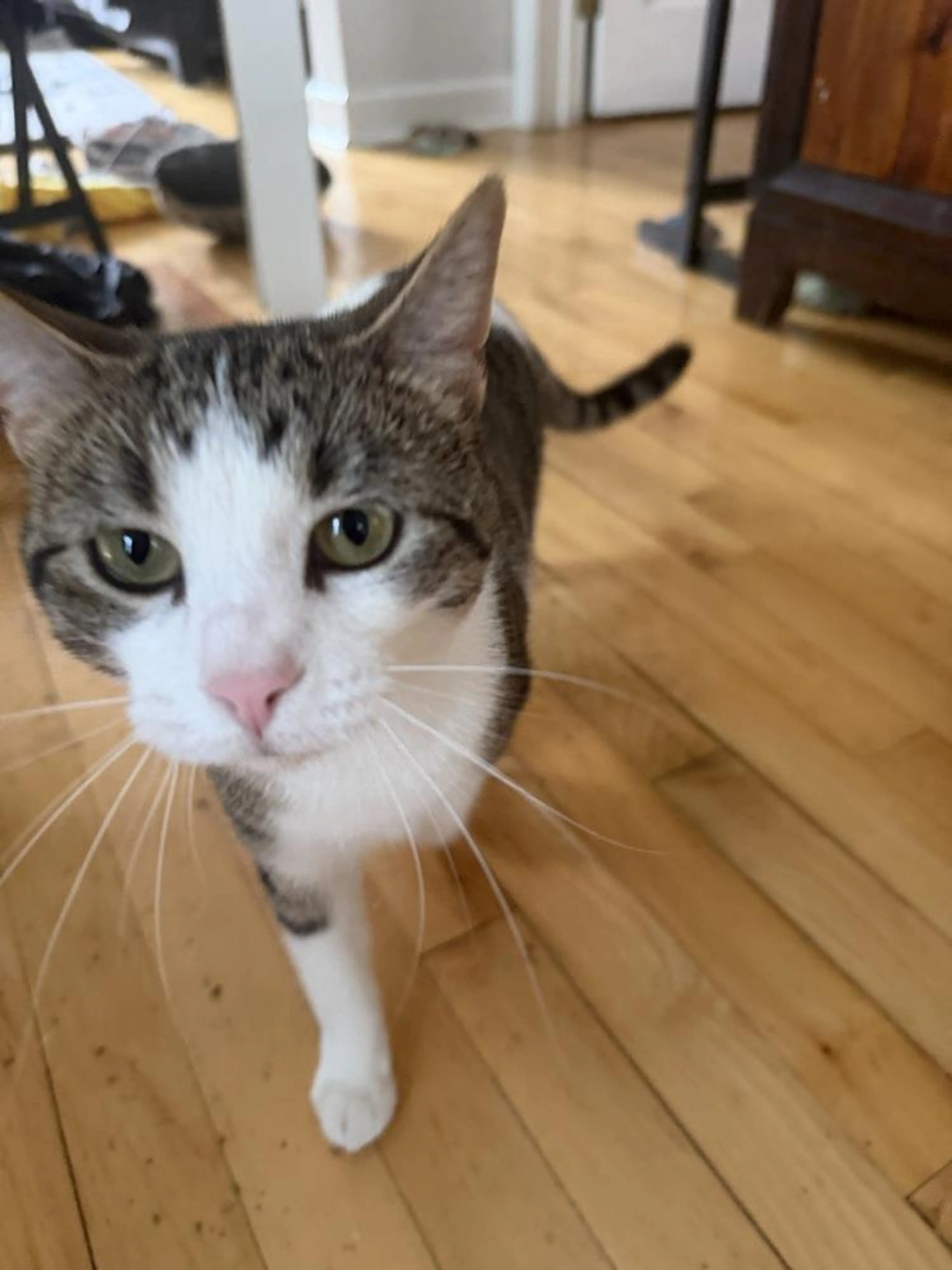 Found pet-0