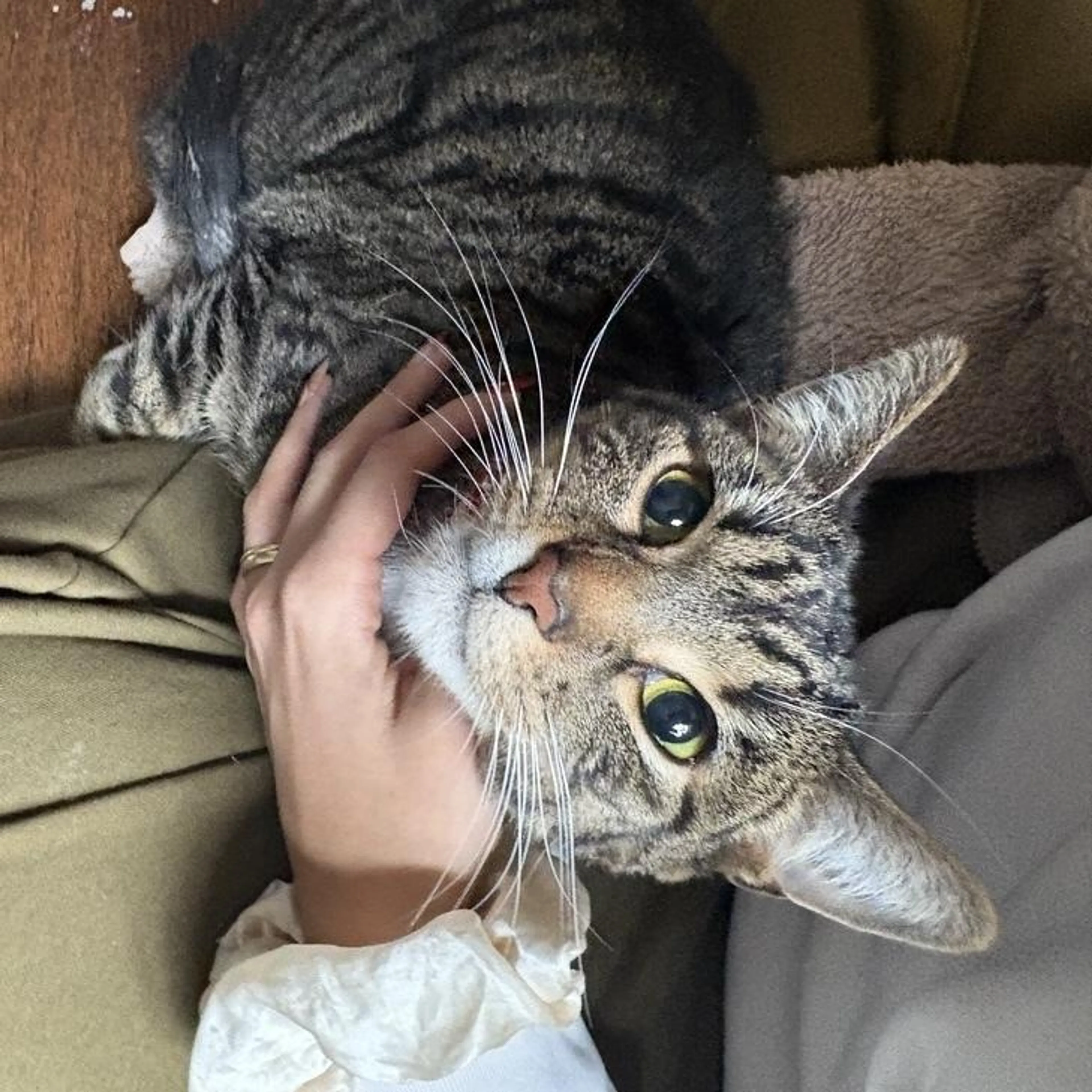 Found pet-1