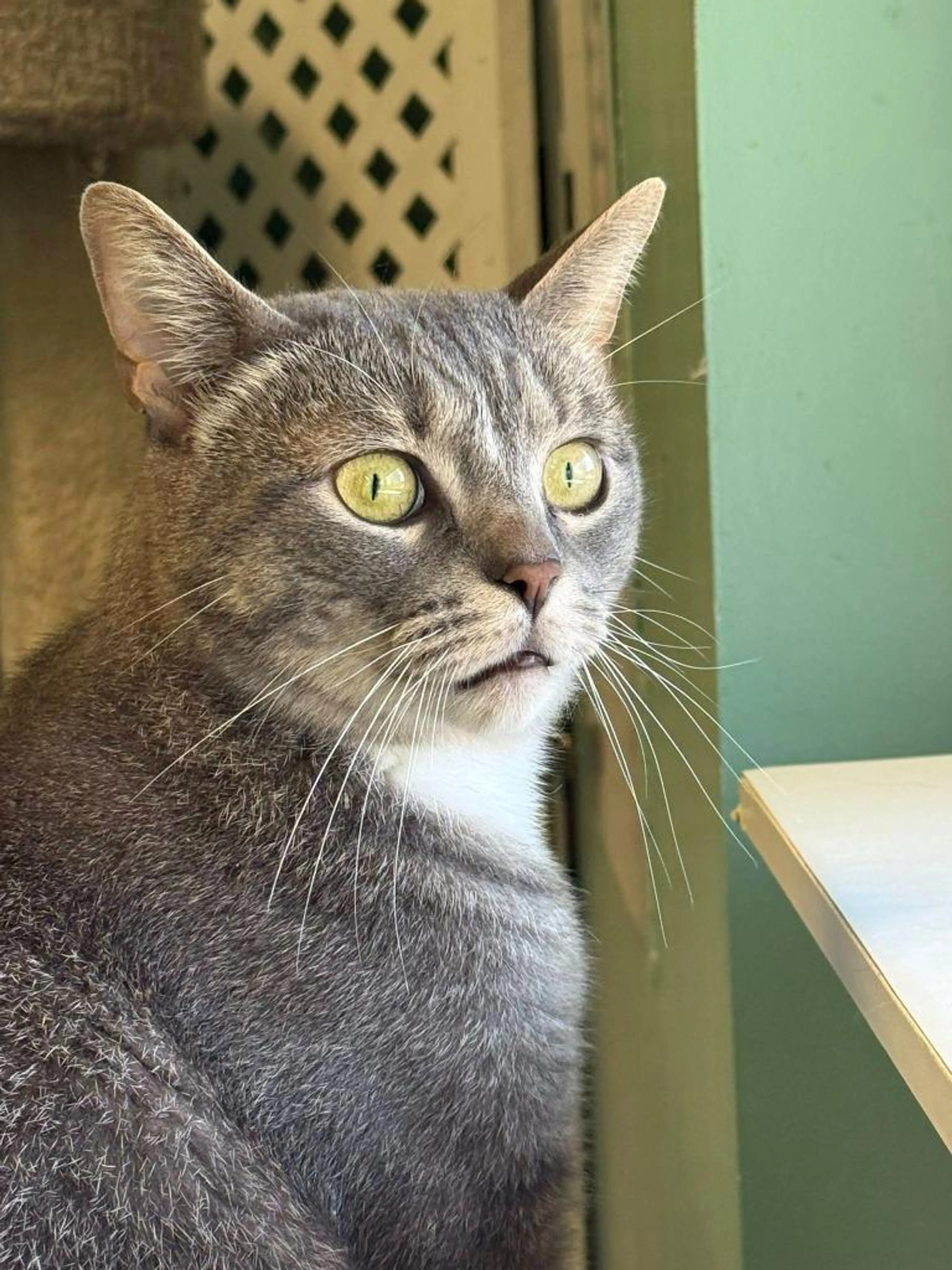 Found pet-2