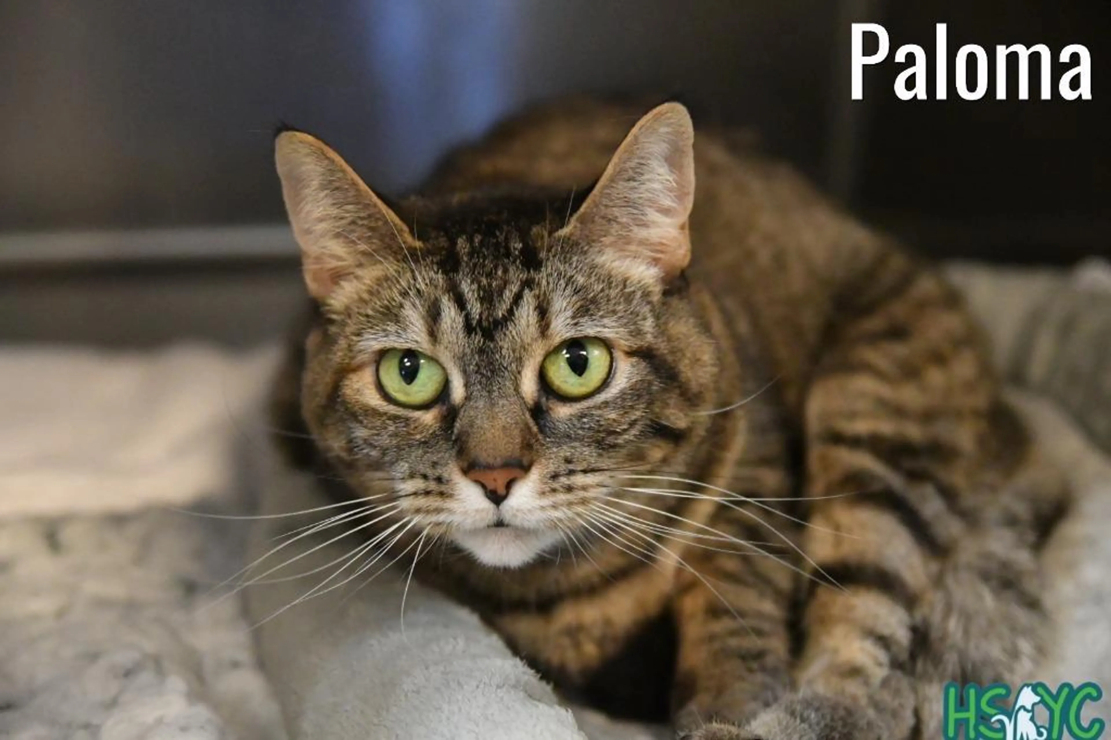 Found pet-1