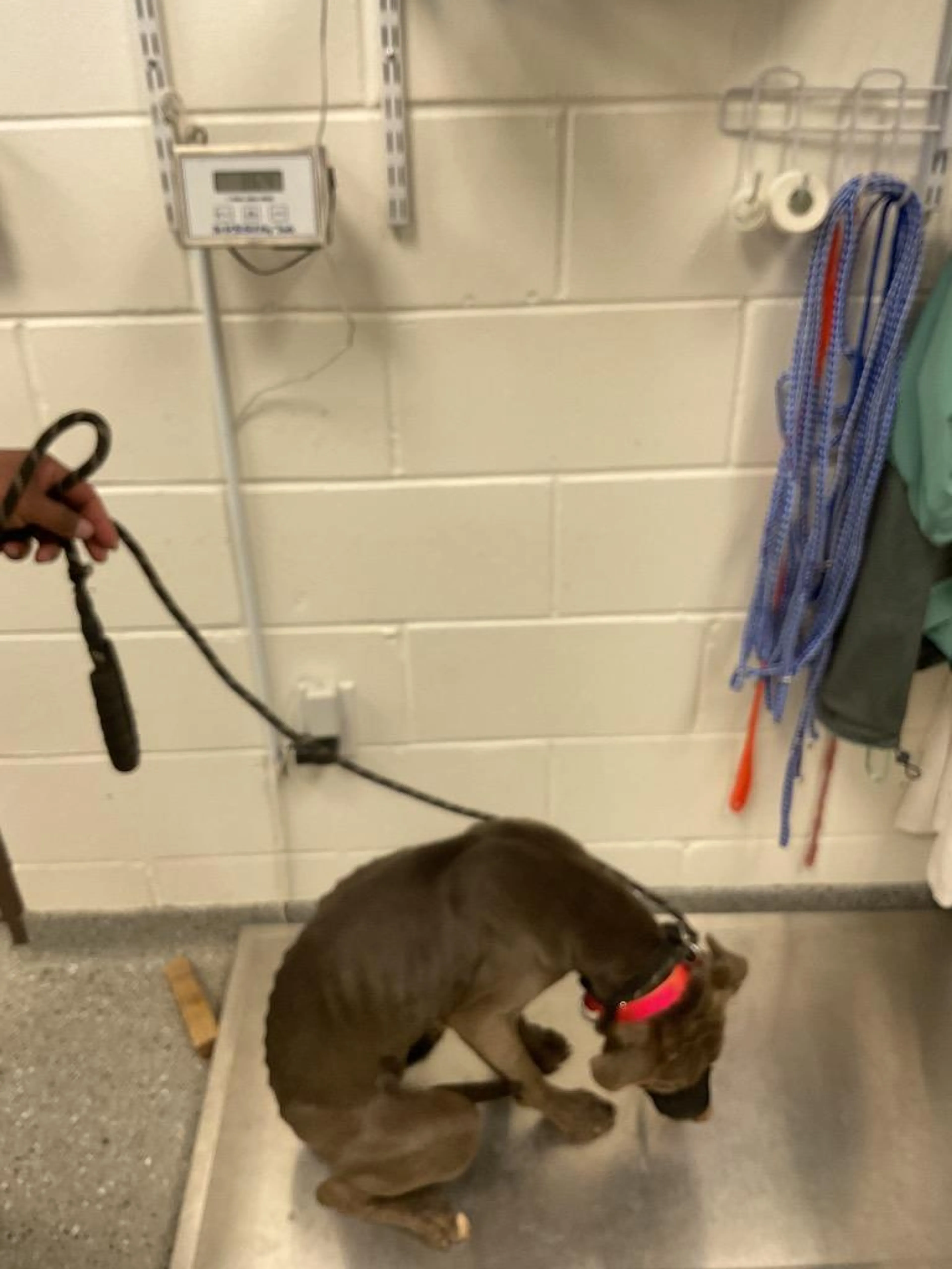 Found pet