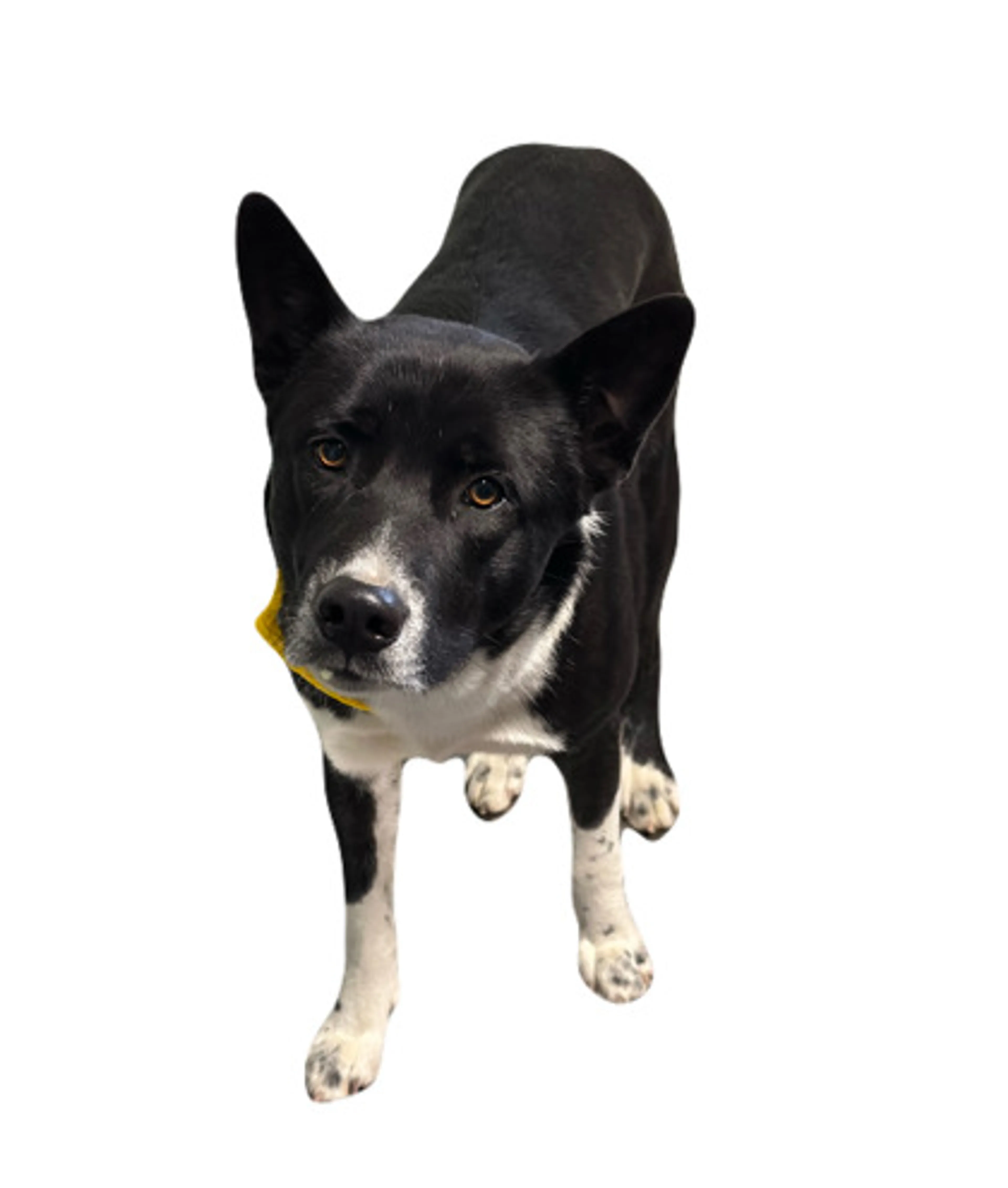 Found pet-1