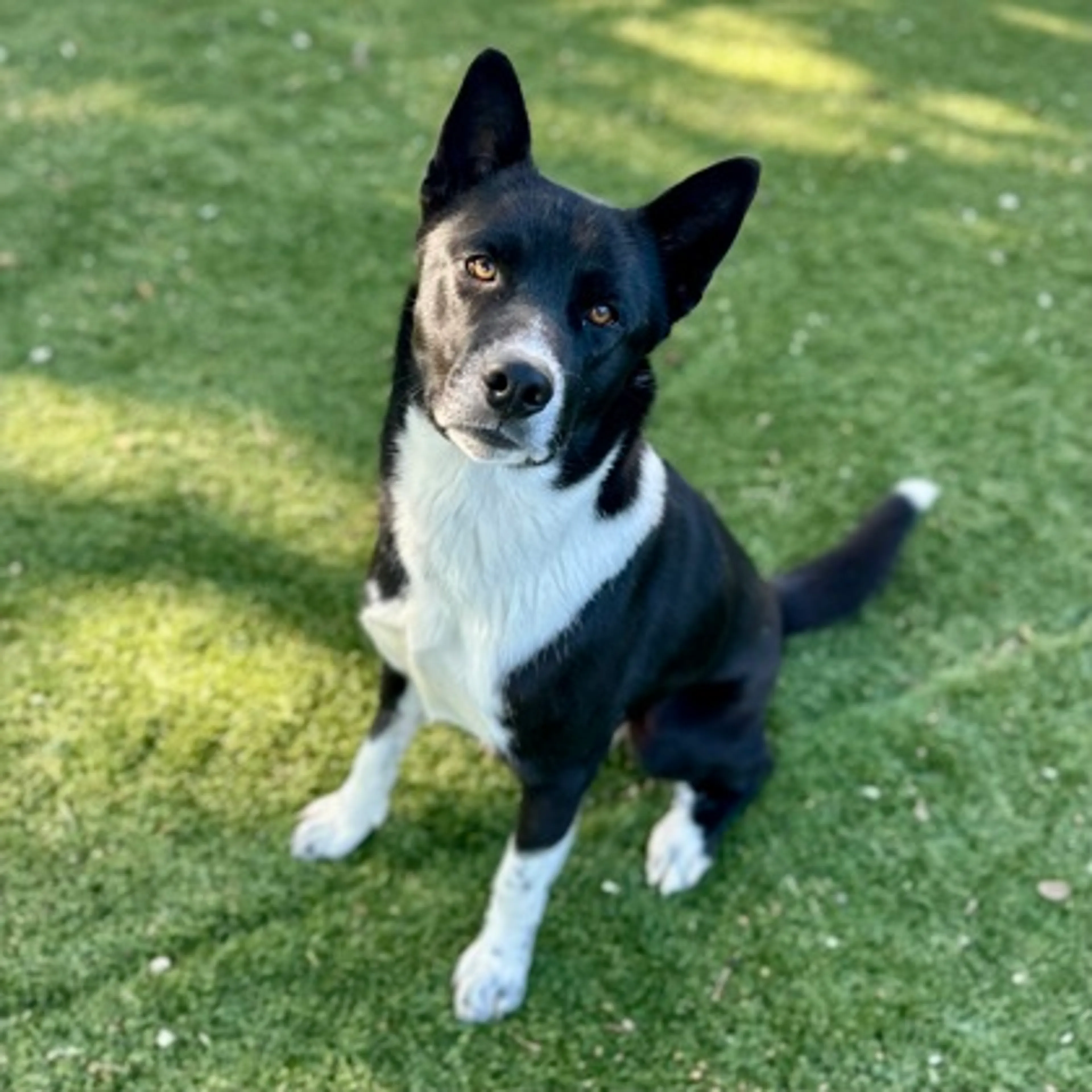 Found pet-2