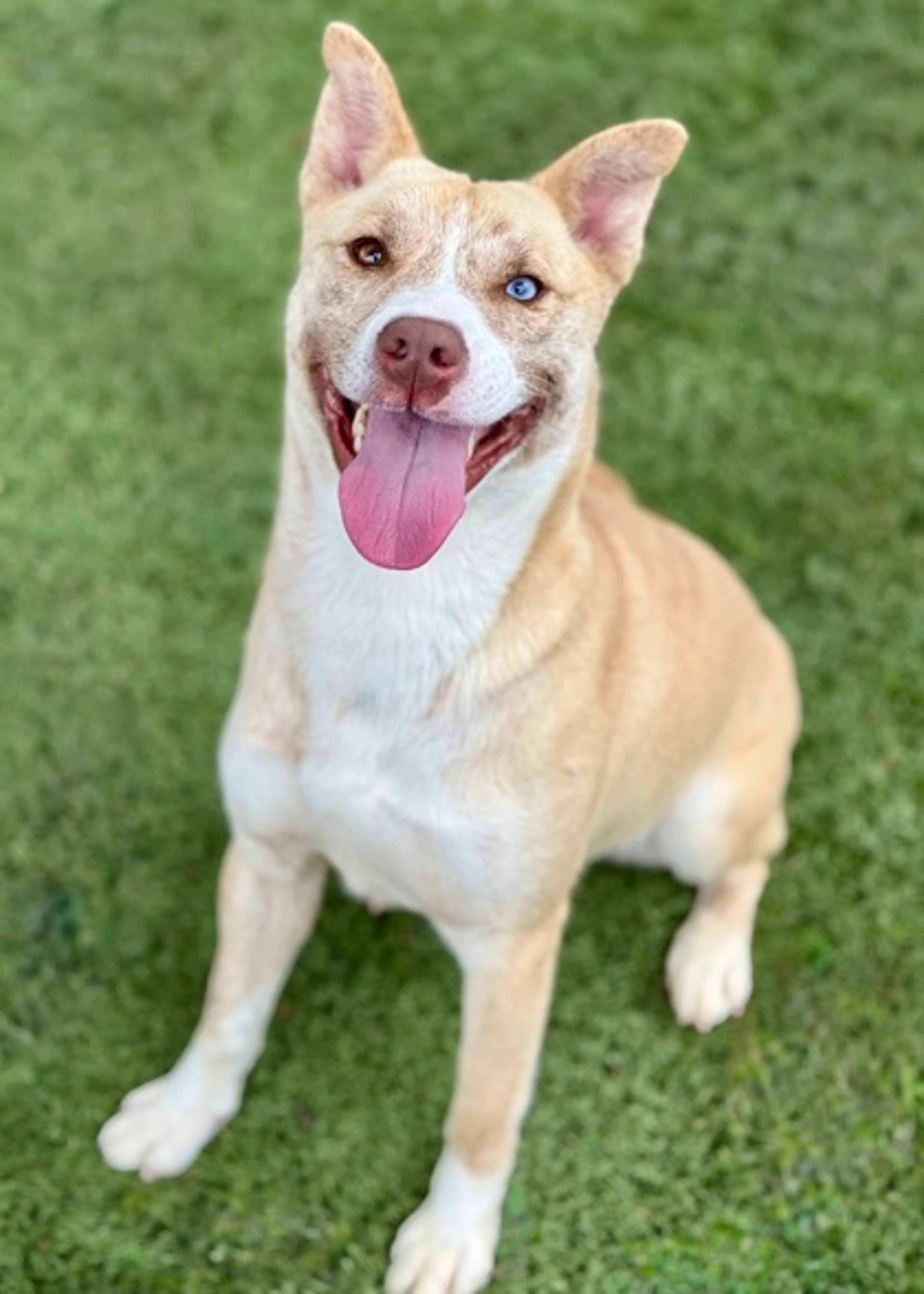 Found pet-2