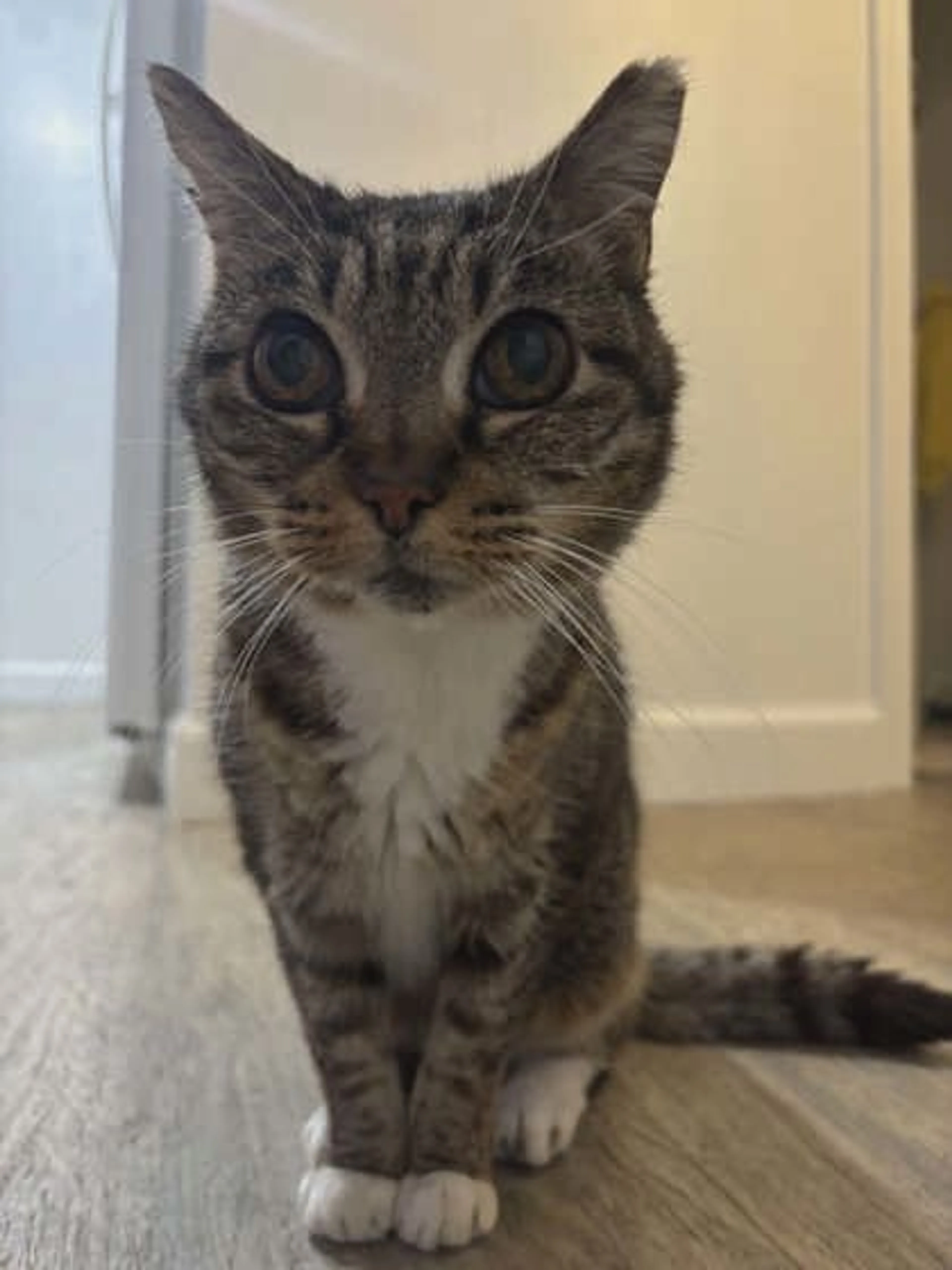 Found pet-0