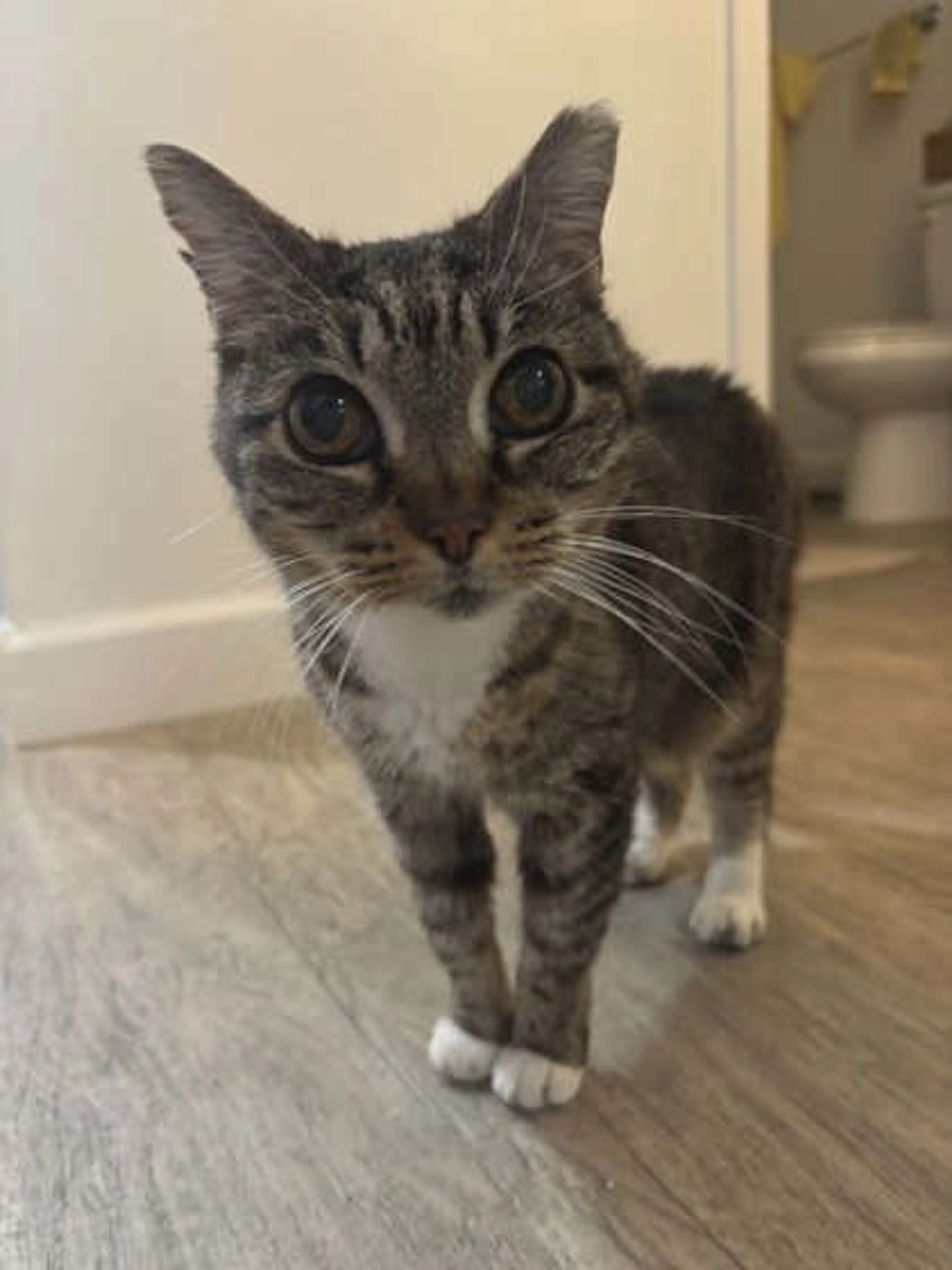 Found pet-2