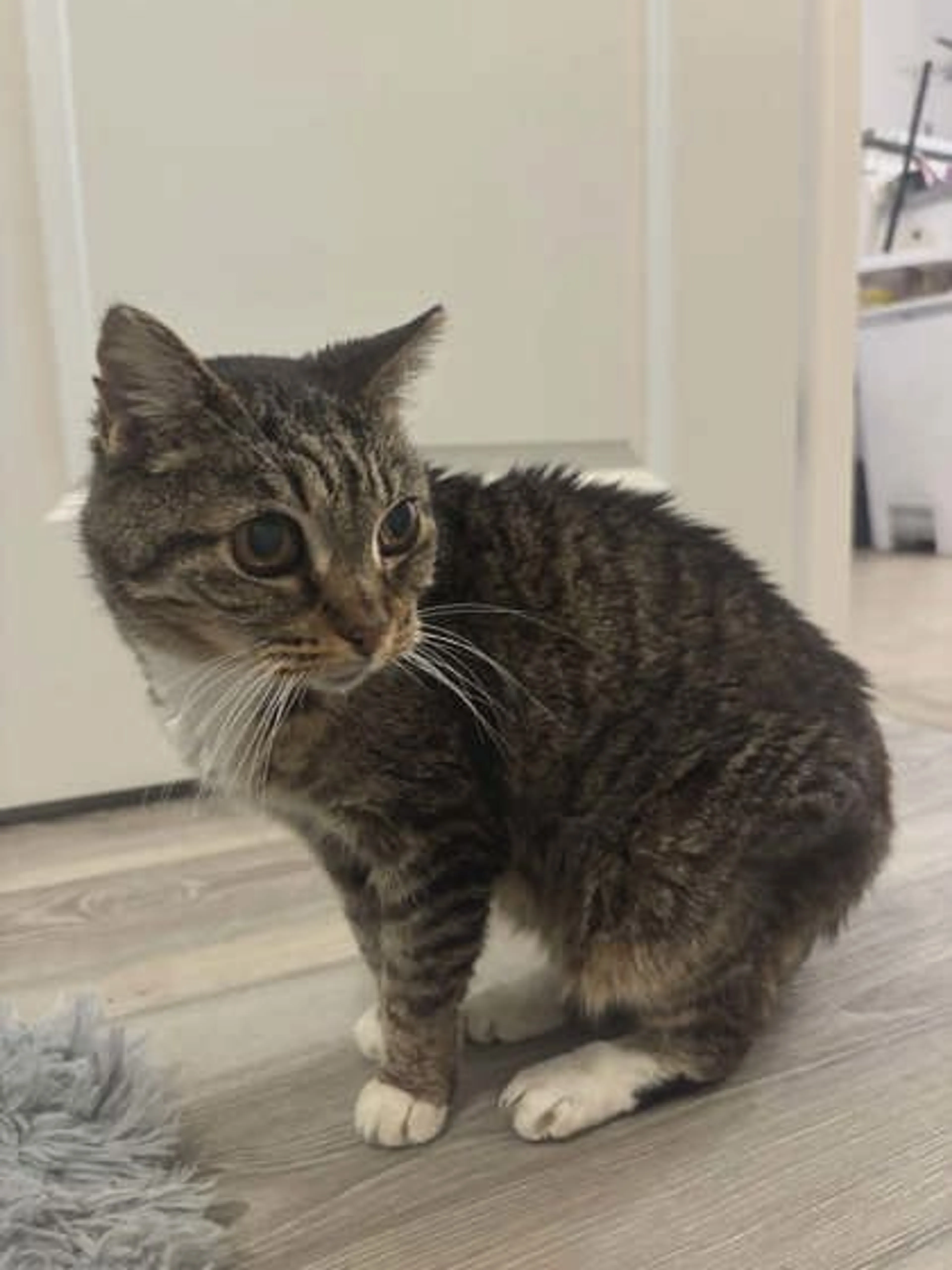 Found pet-1