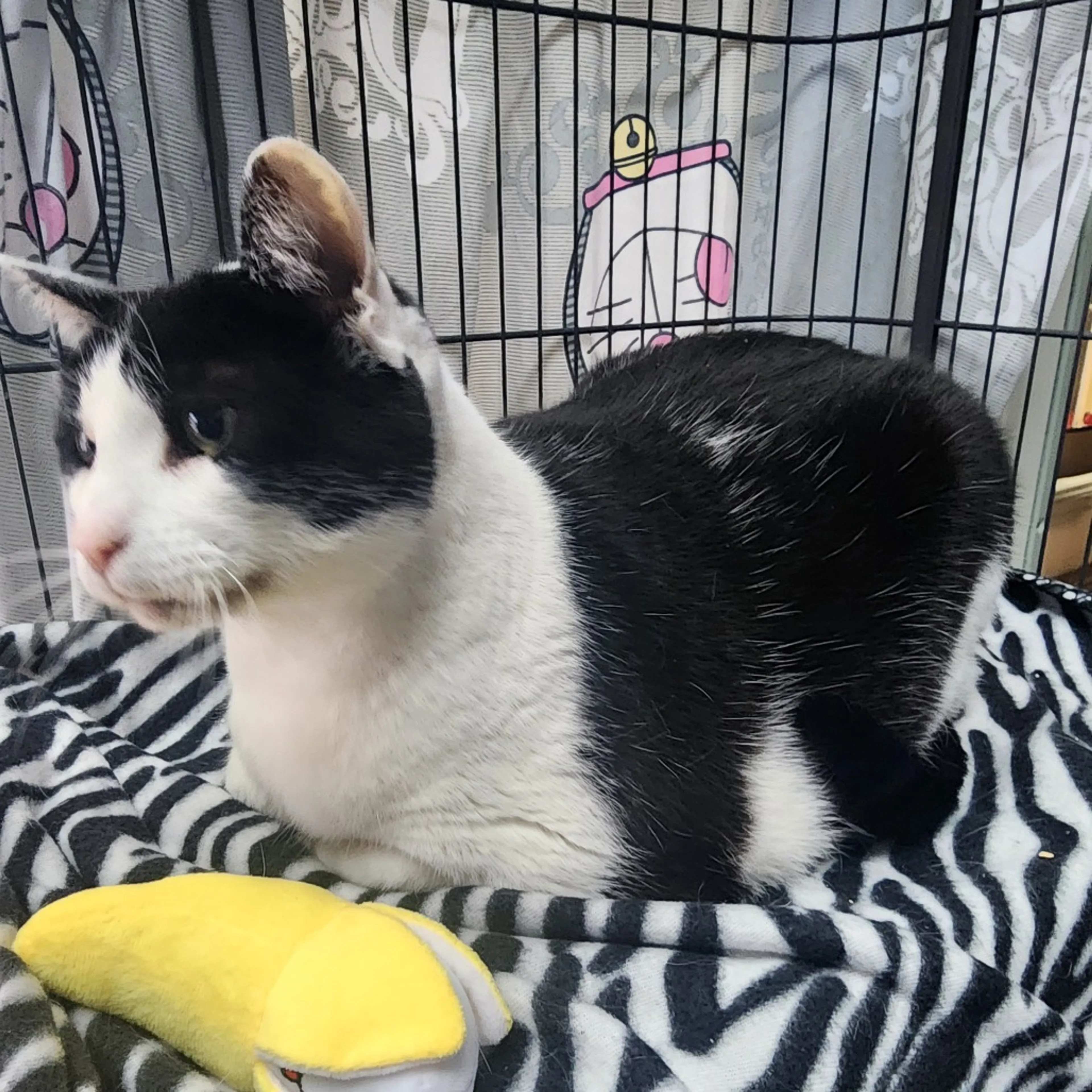 Found pet-7