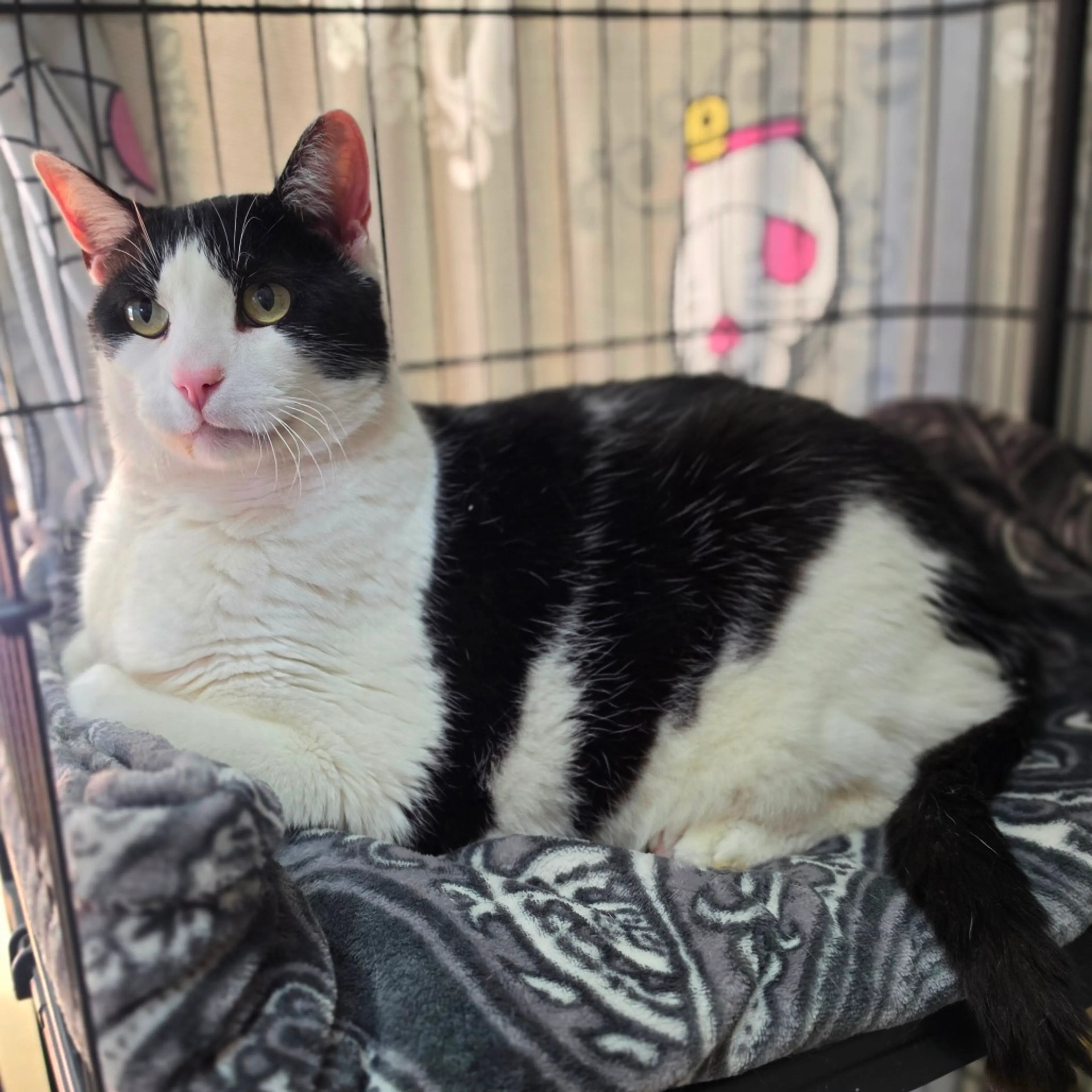Found pet-13