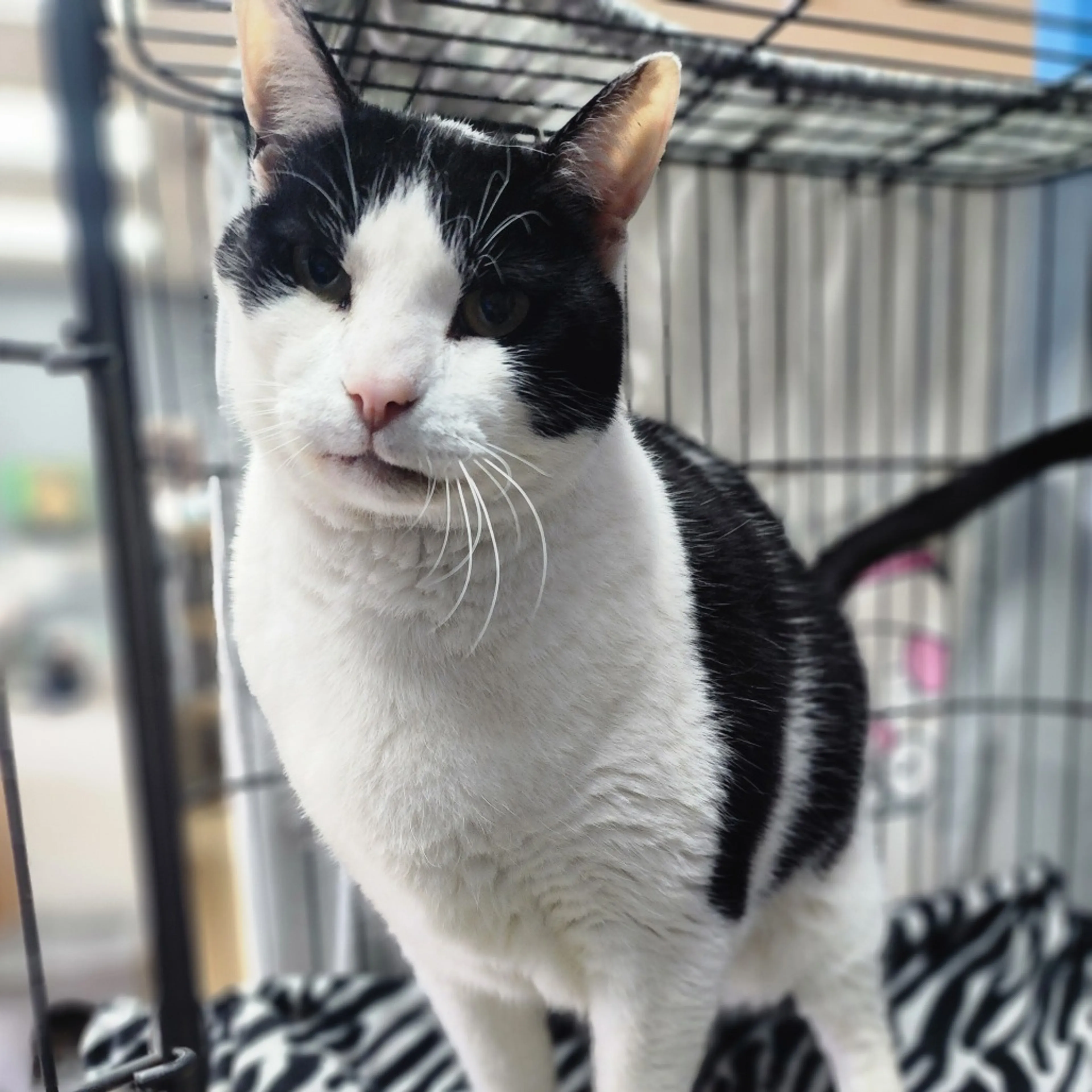 Found pet-6