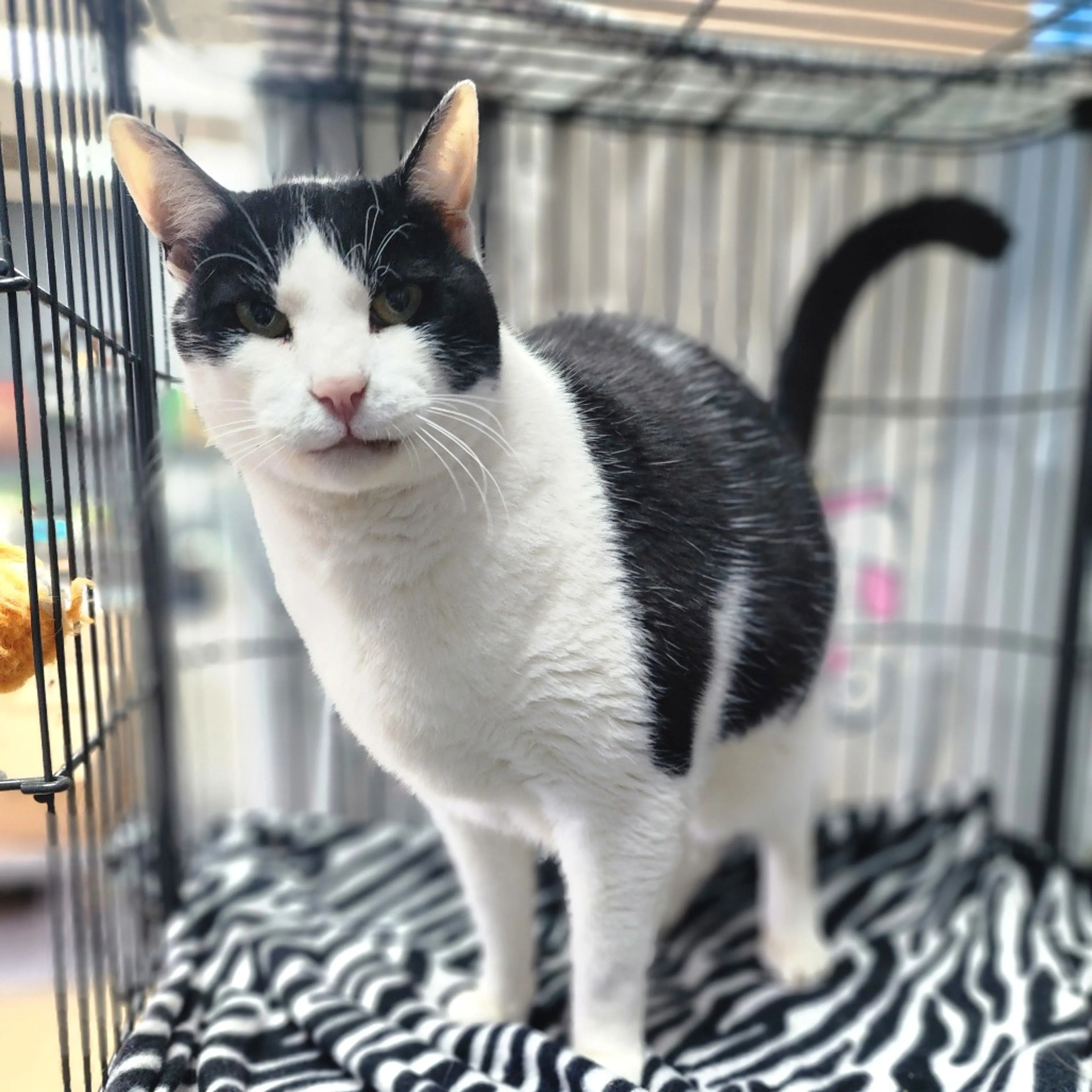 Found pet-8