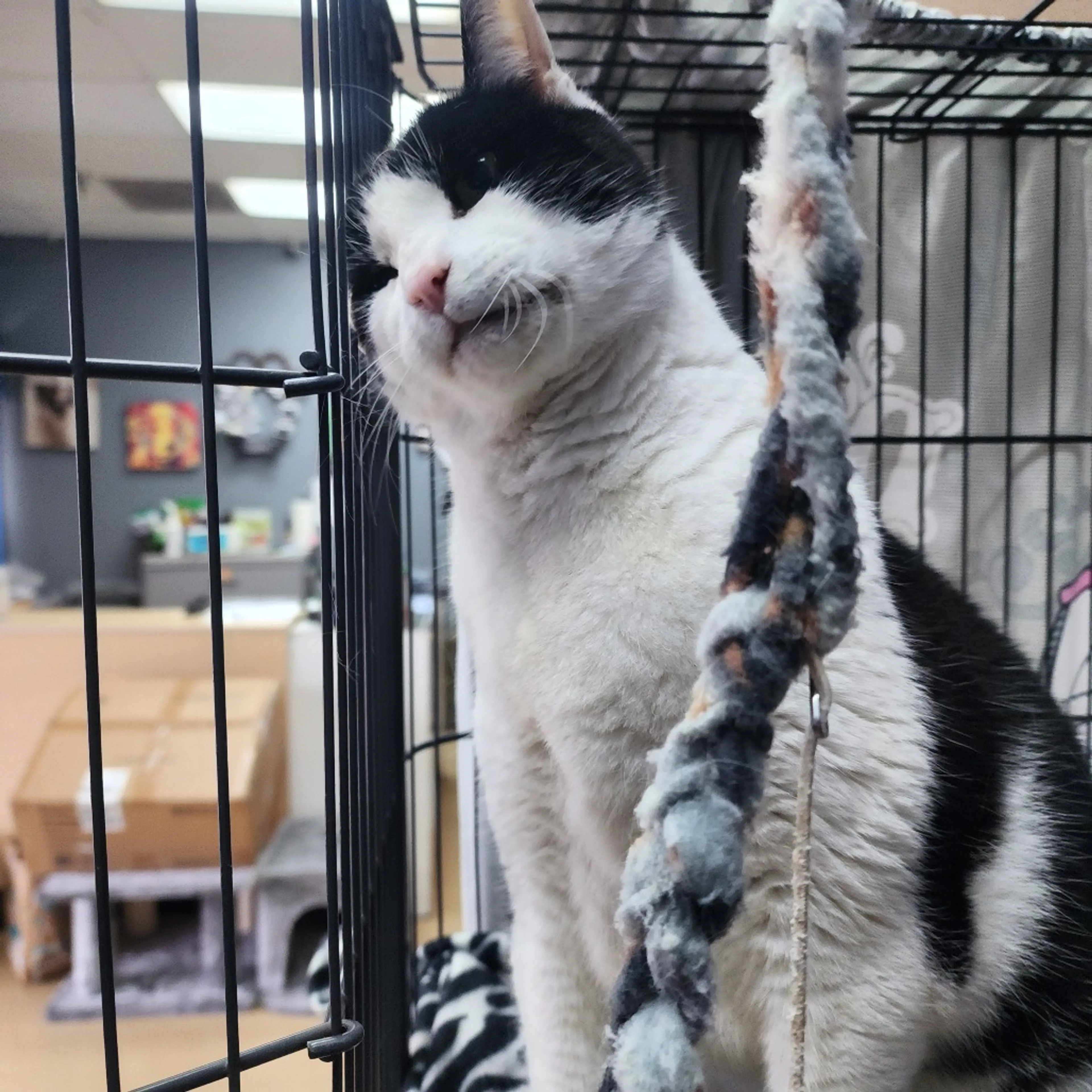 Found pet-3
