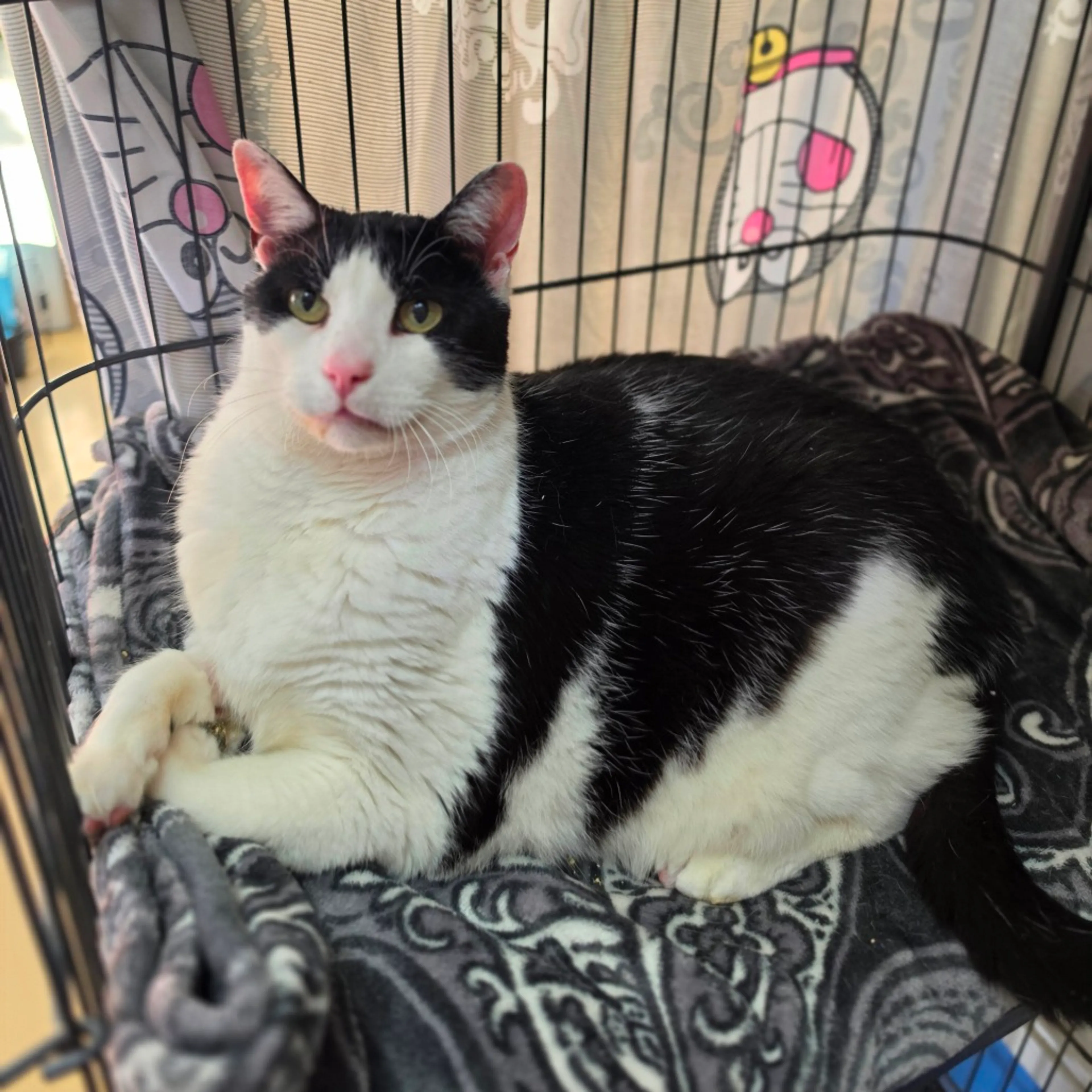 Found pet-12