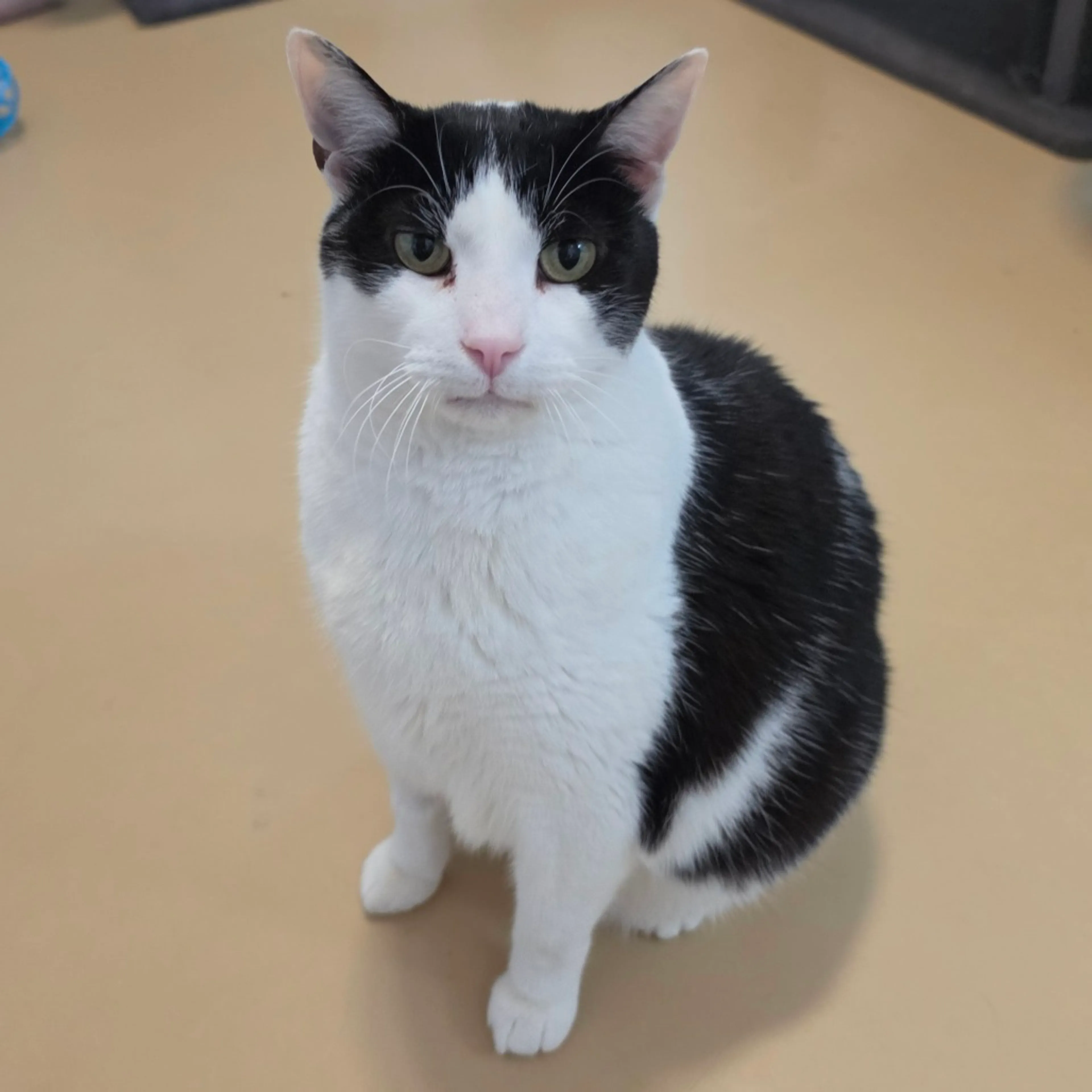 Found pet-17