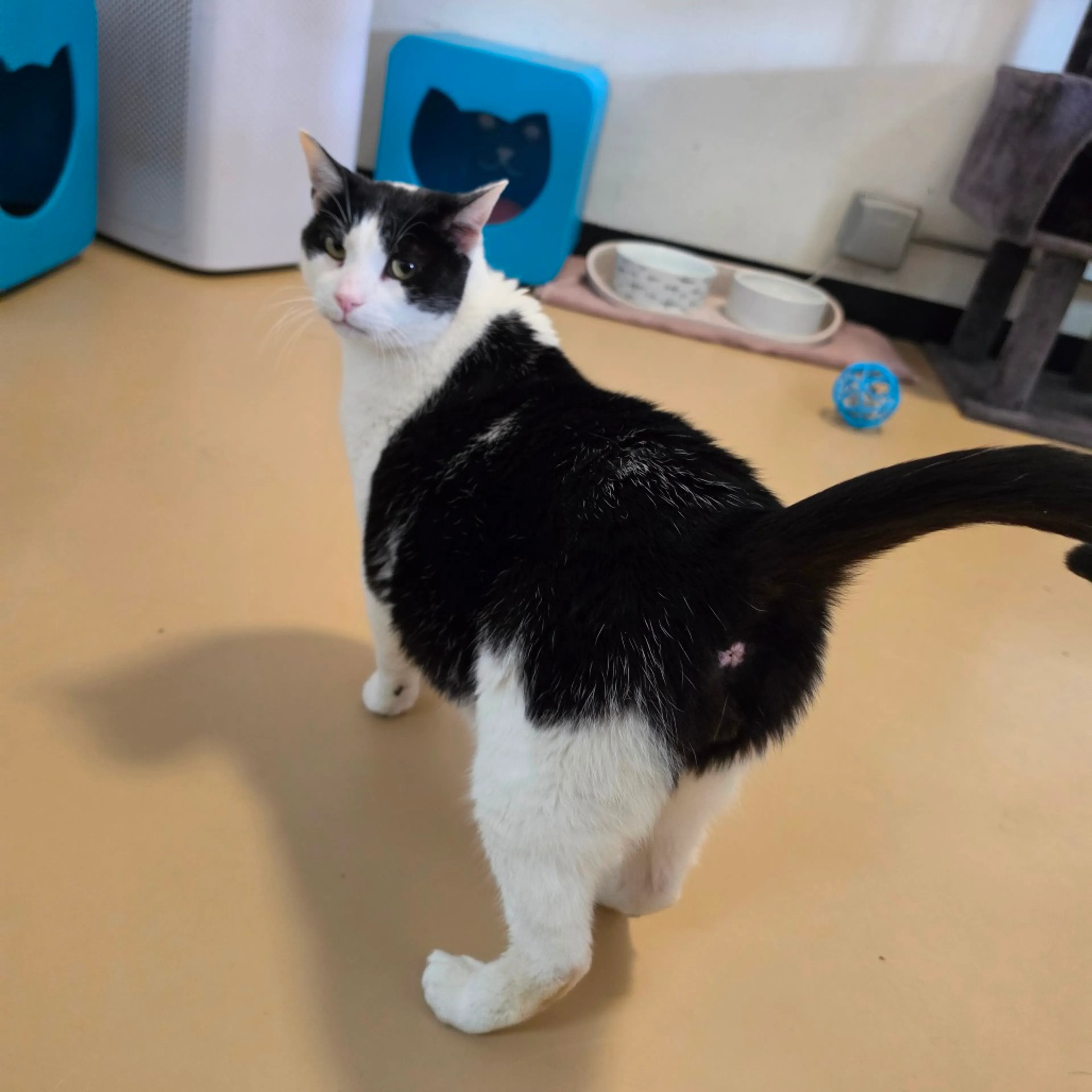 Found pet-20