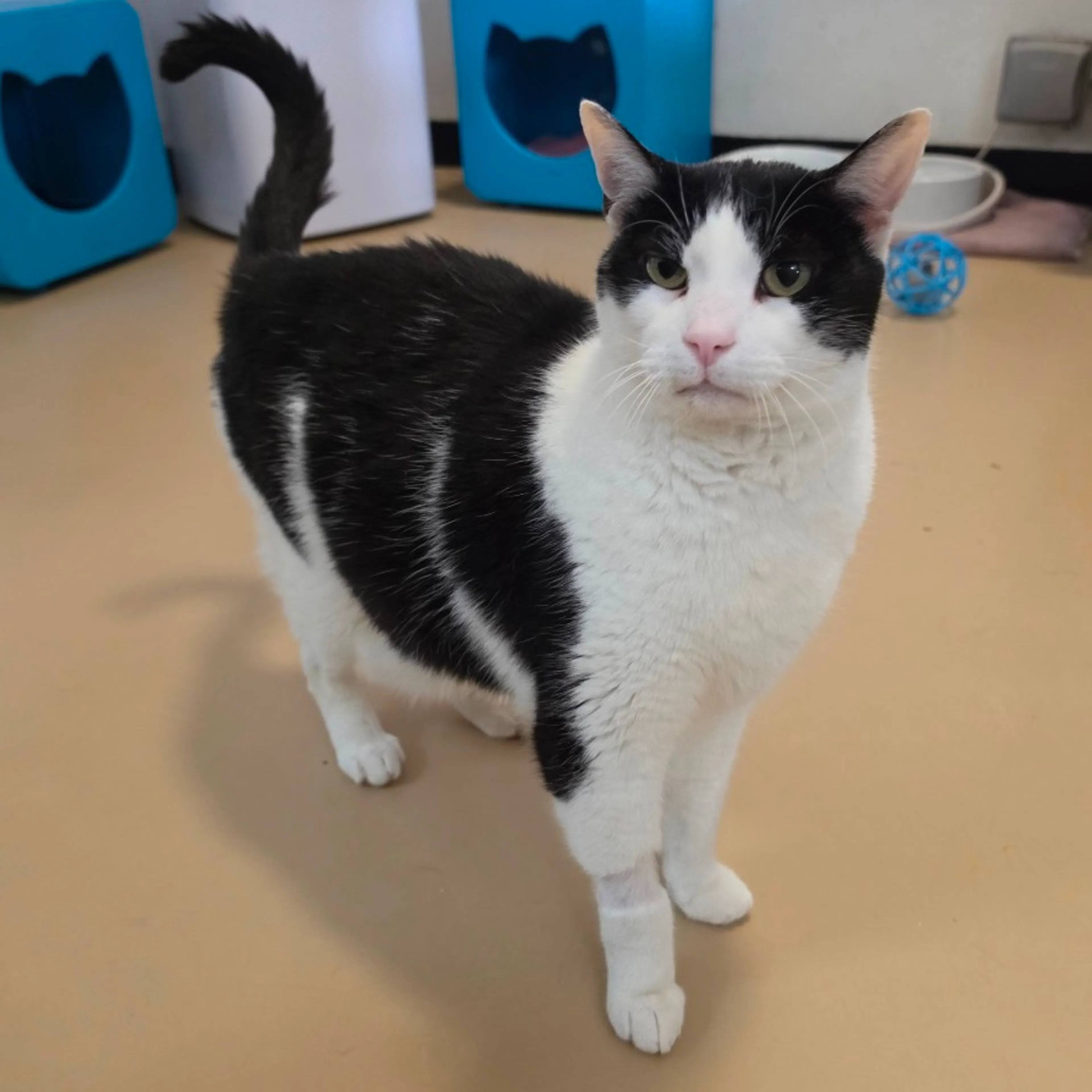 Found pet-0