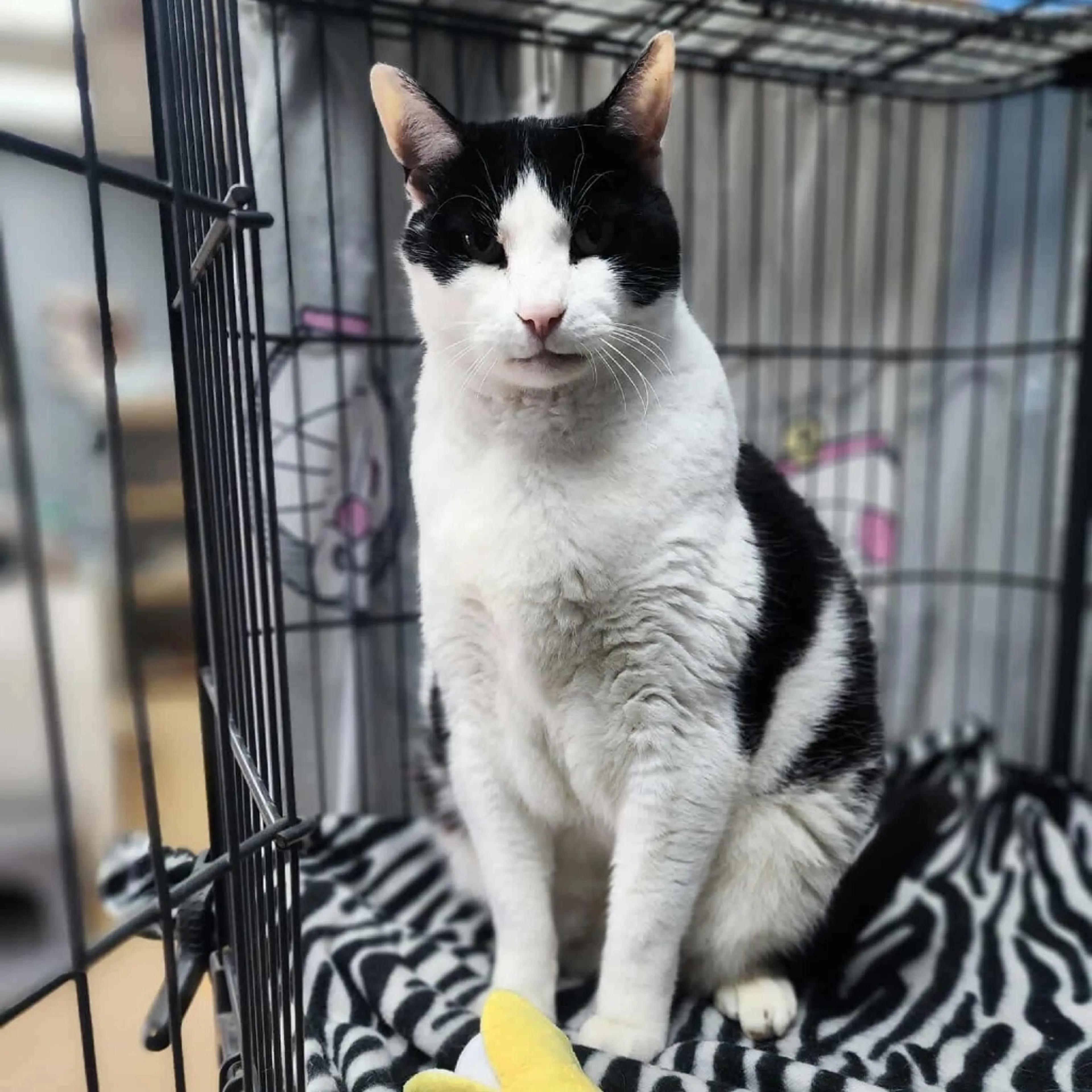 Found pet-1