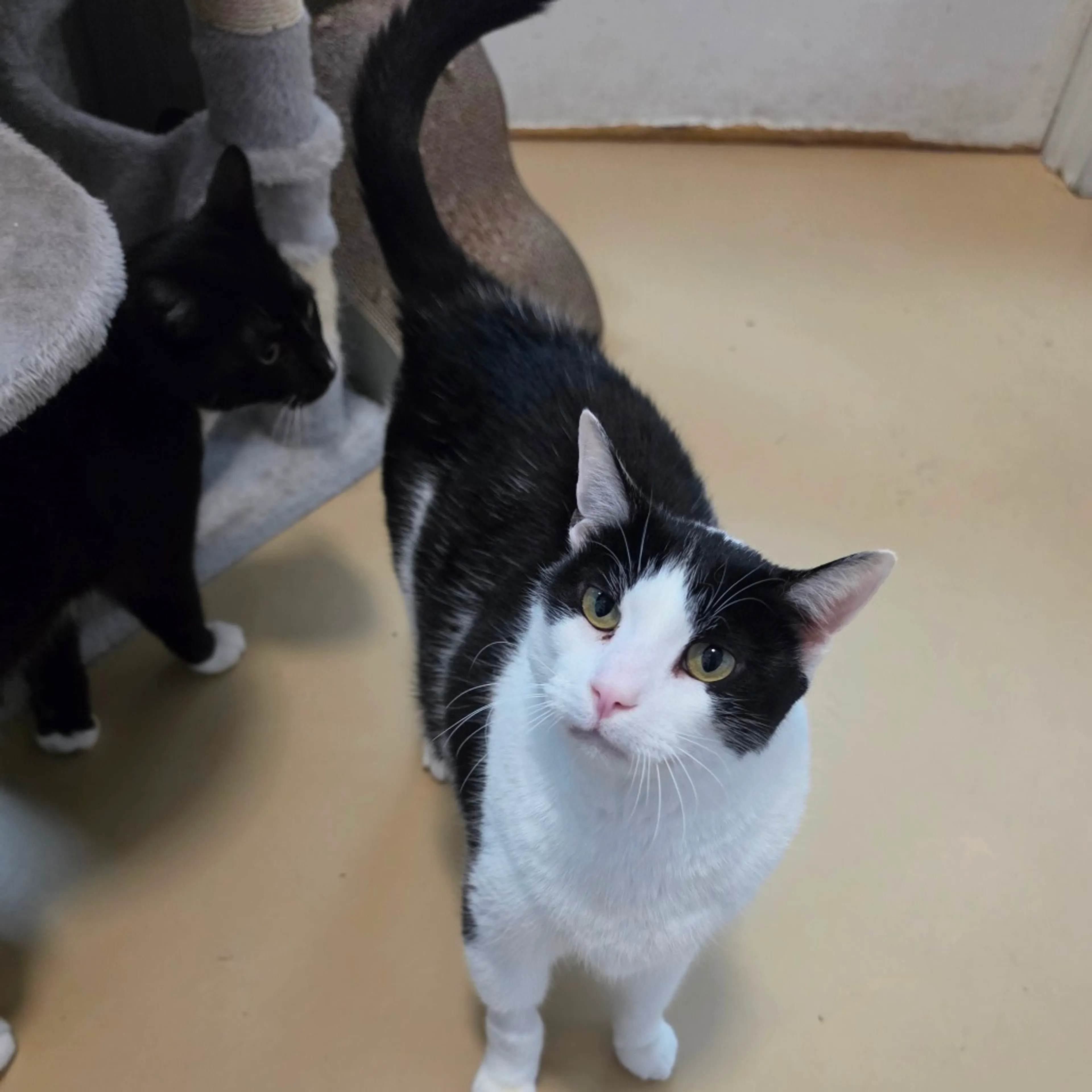 Found pet-18