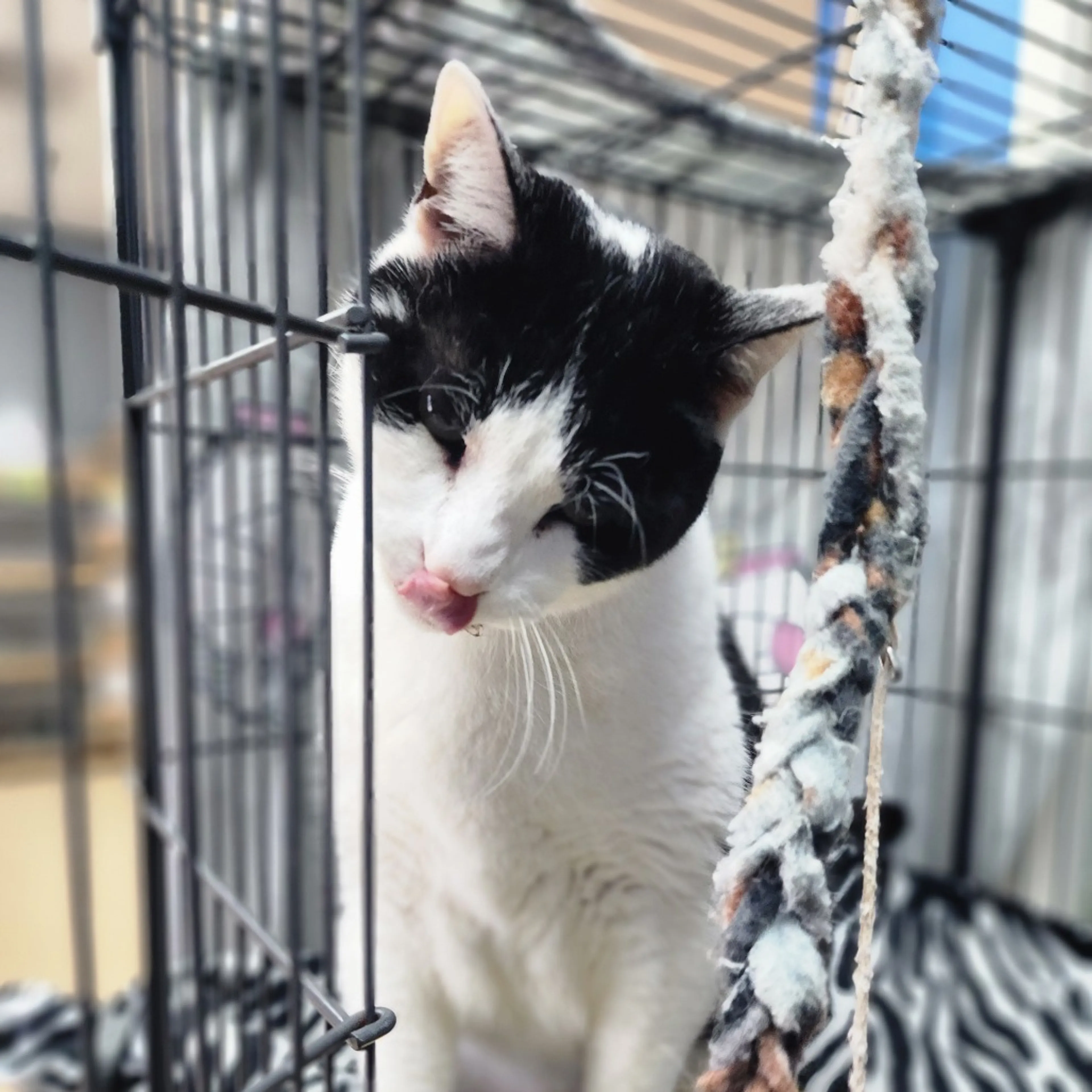 Found pet-5