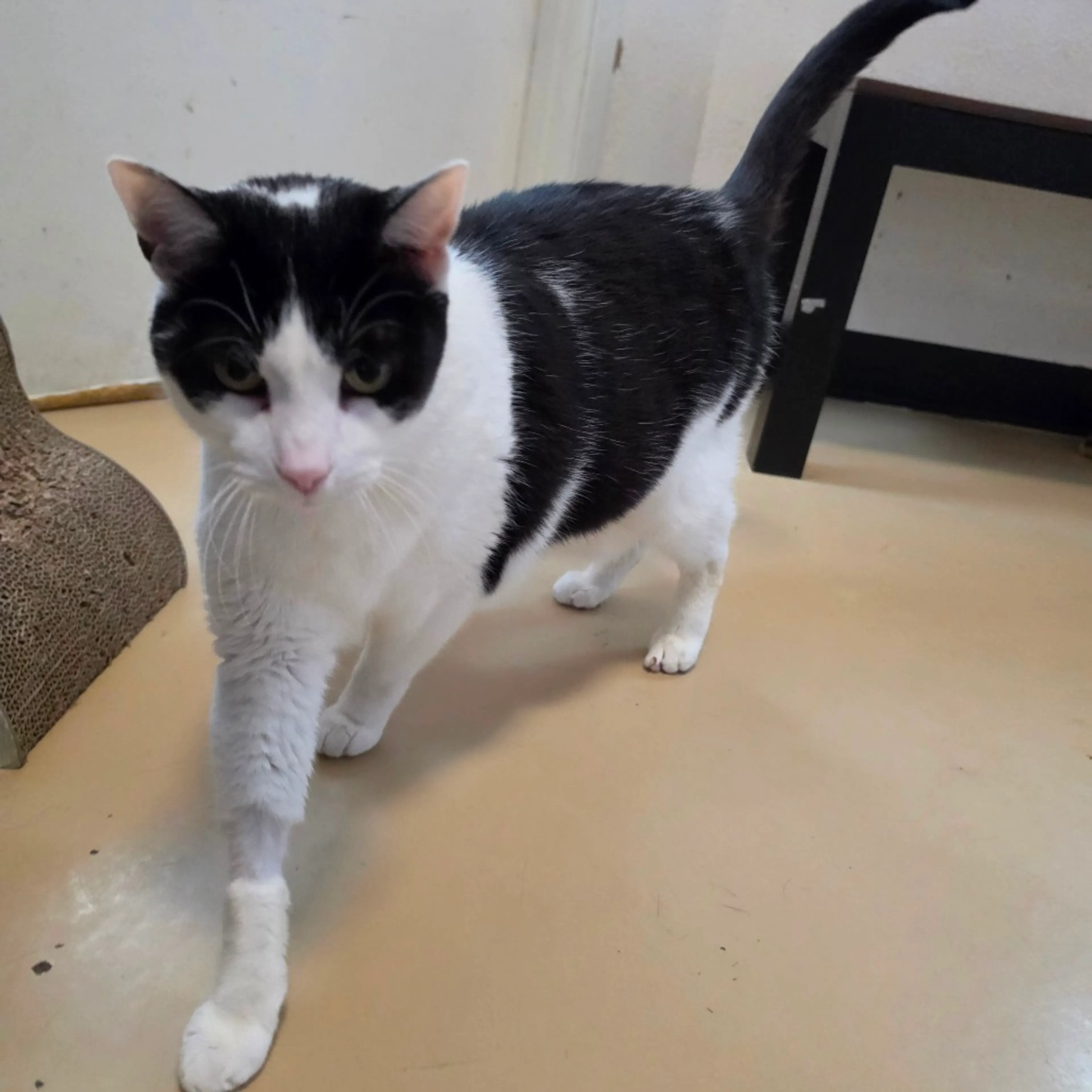 Found pet-19