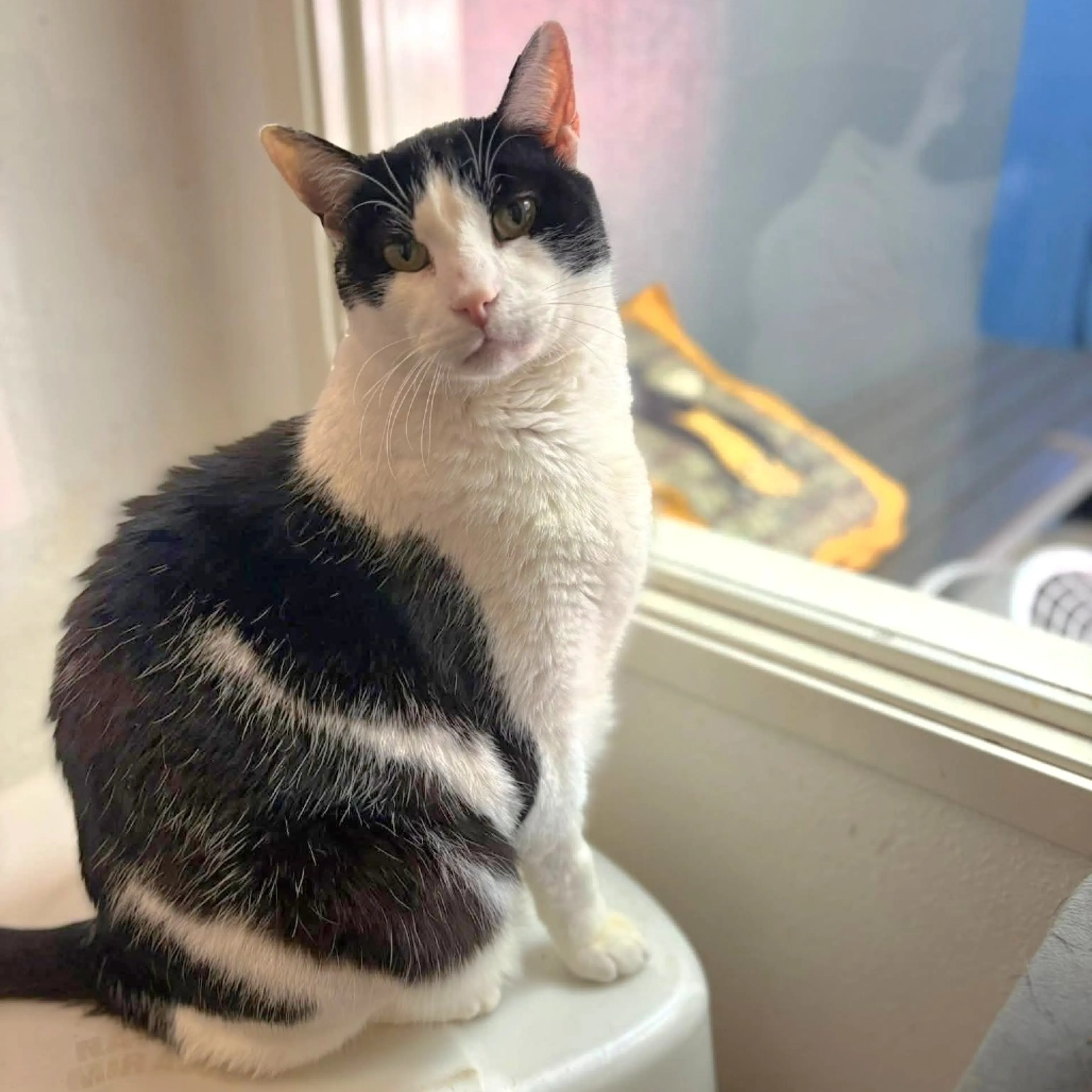 Found pet-21