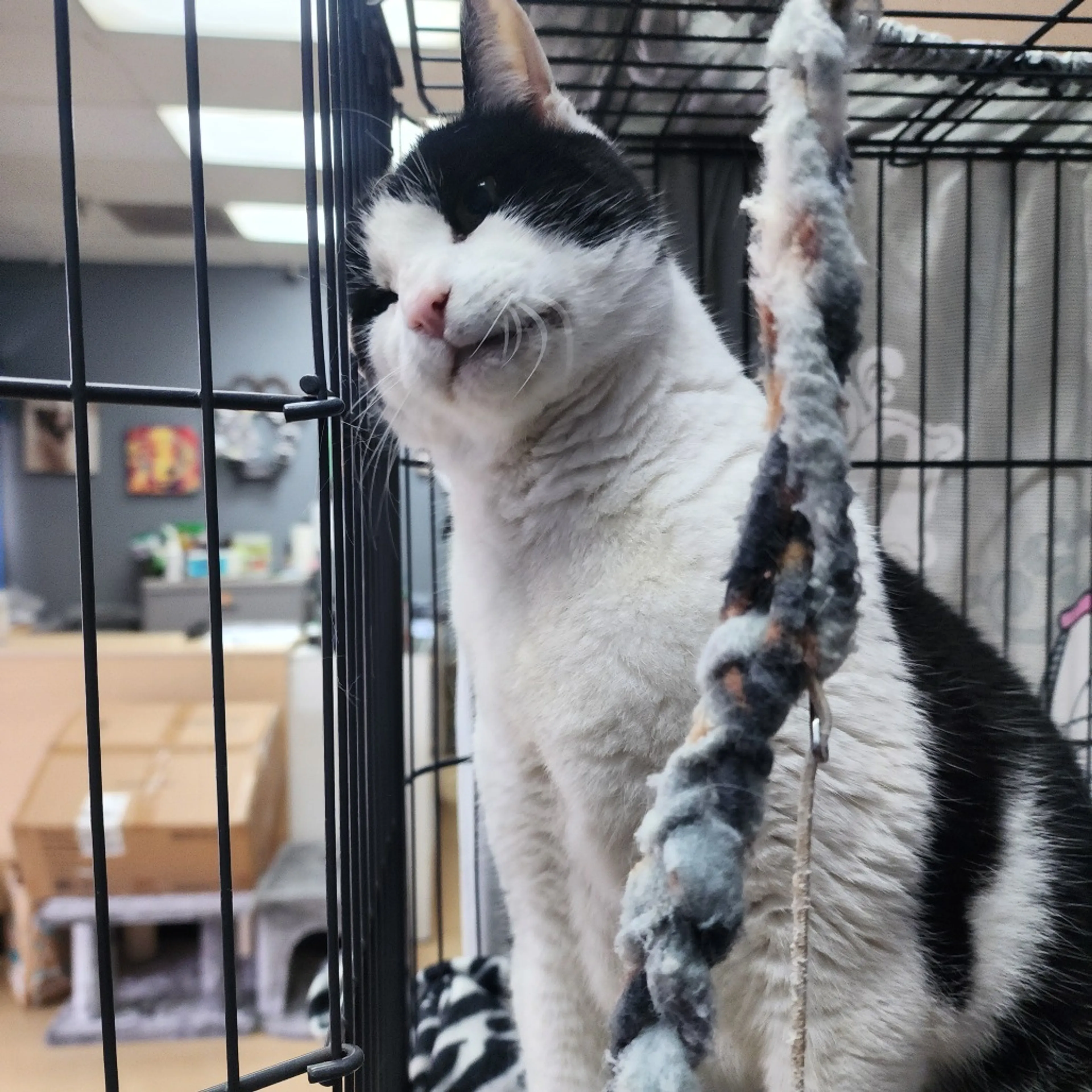 Found pet-9