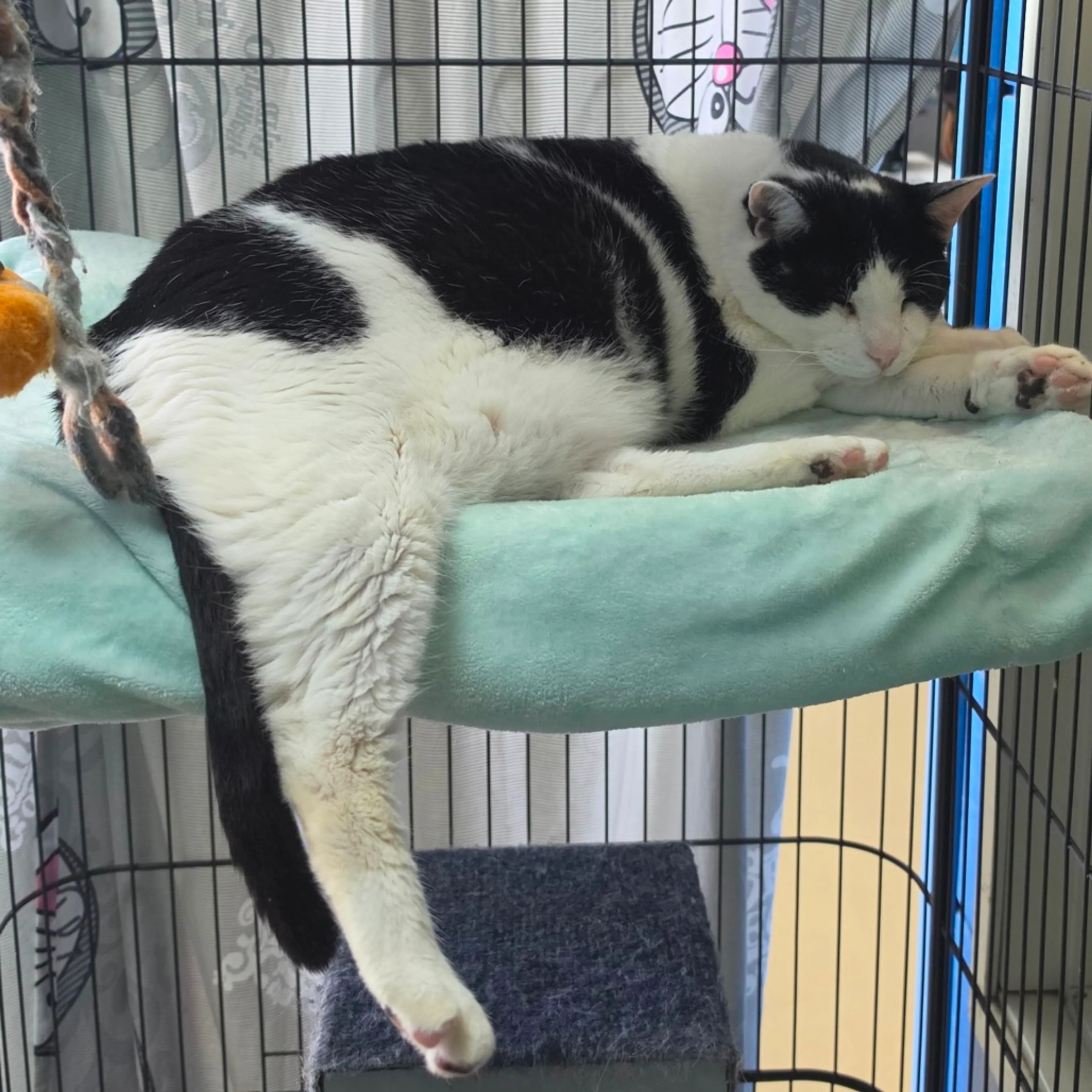 Found pet-14