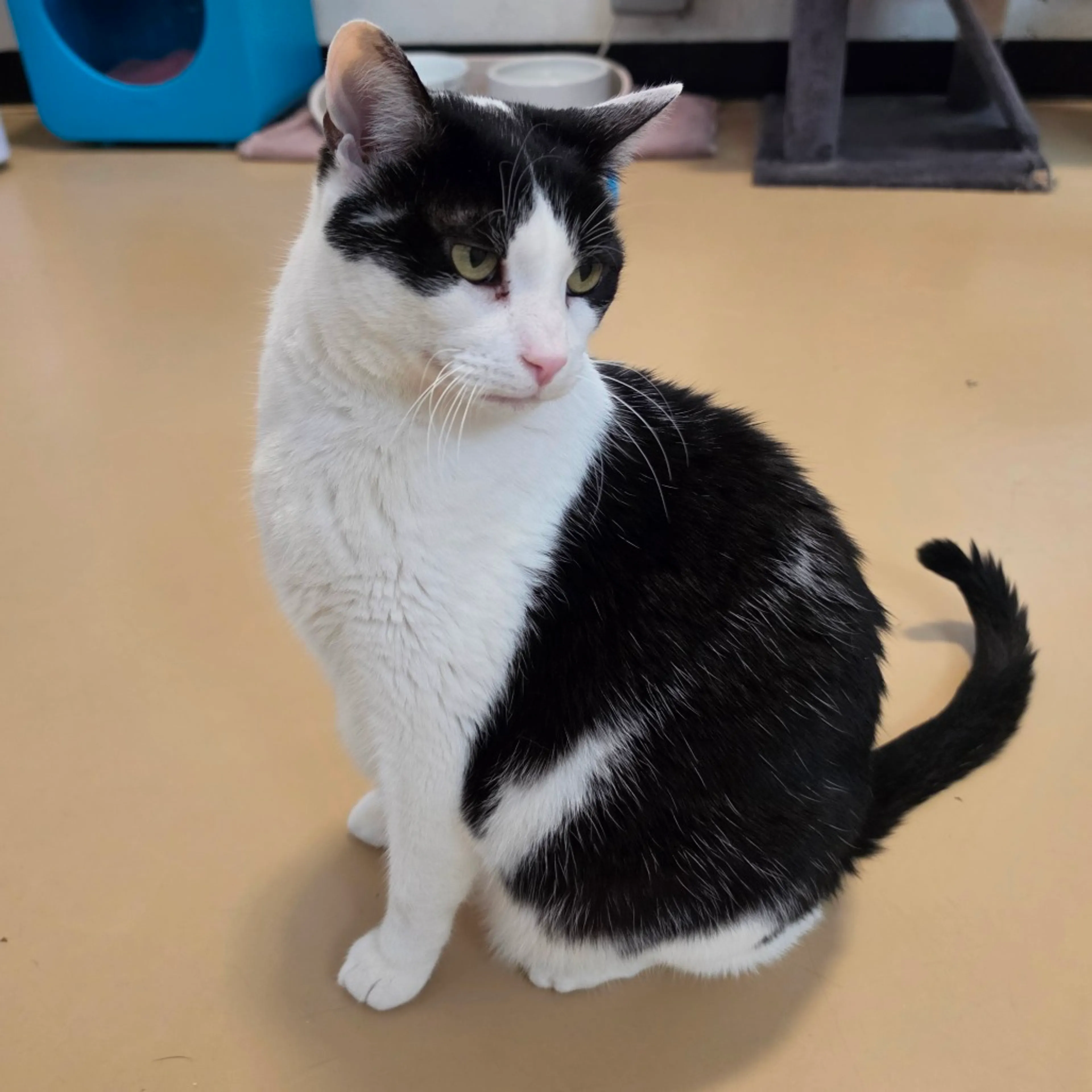 Found pet-16