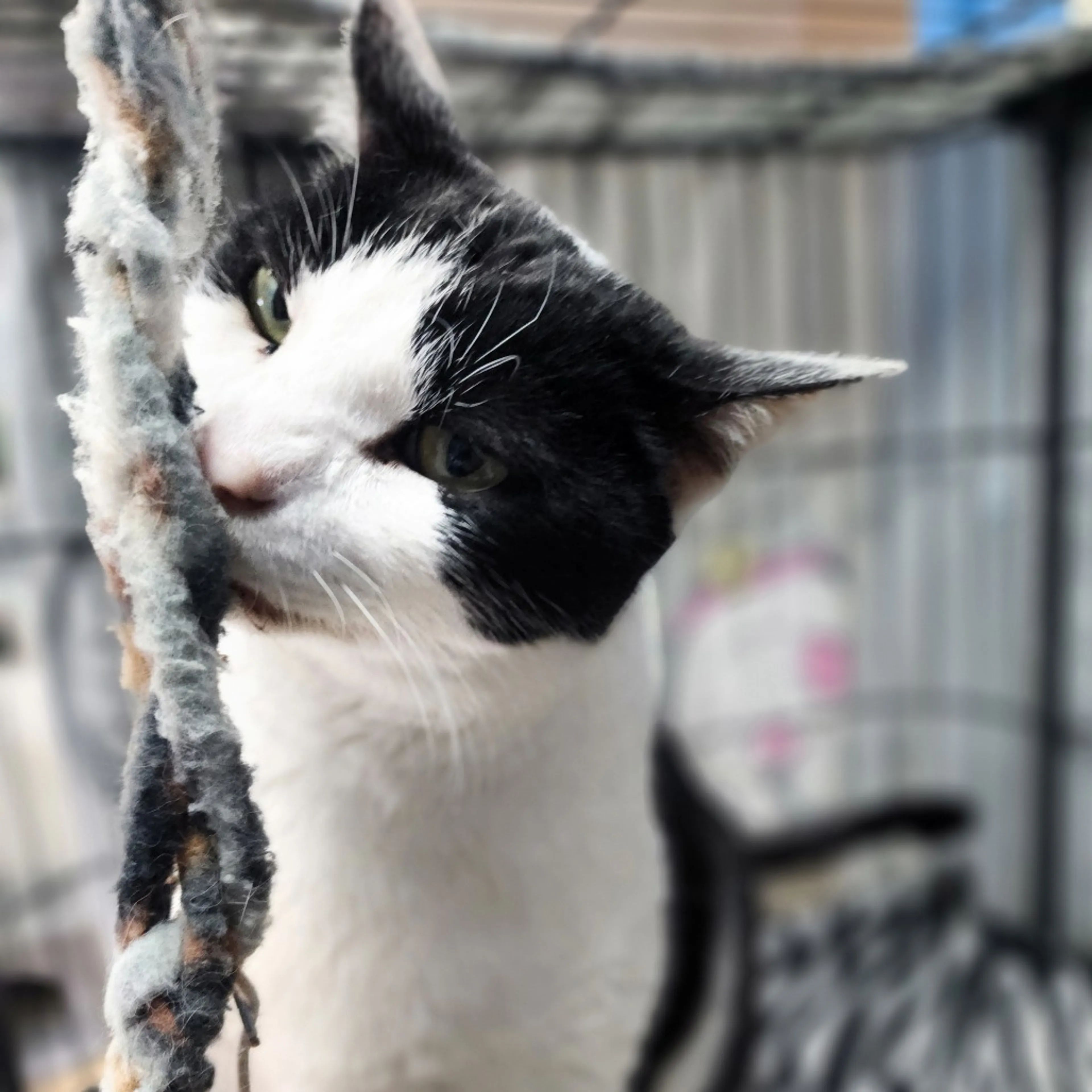Found pet-4