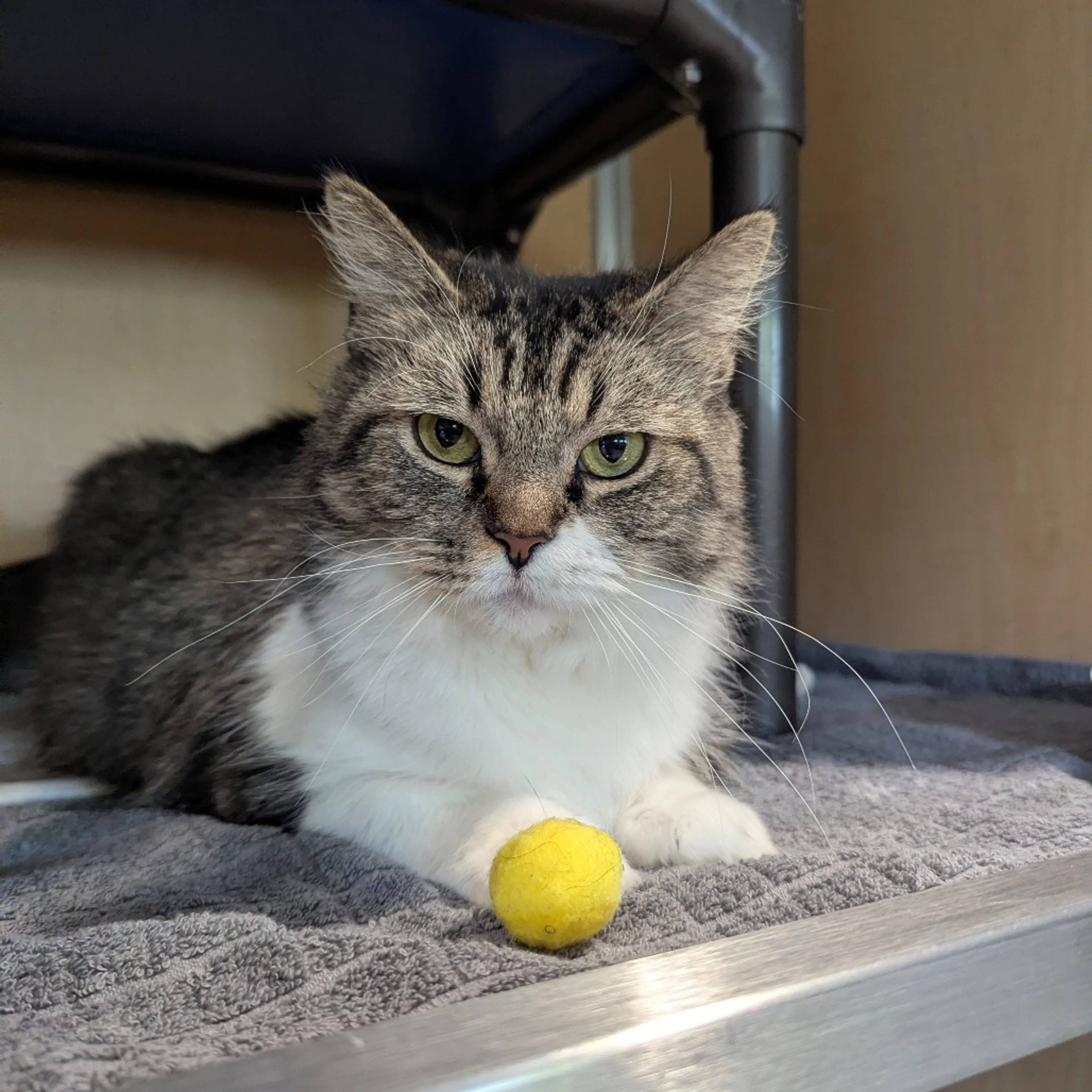 Found pet-3