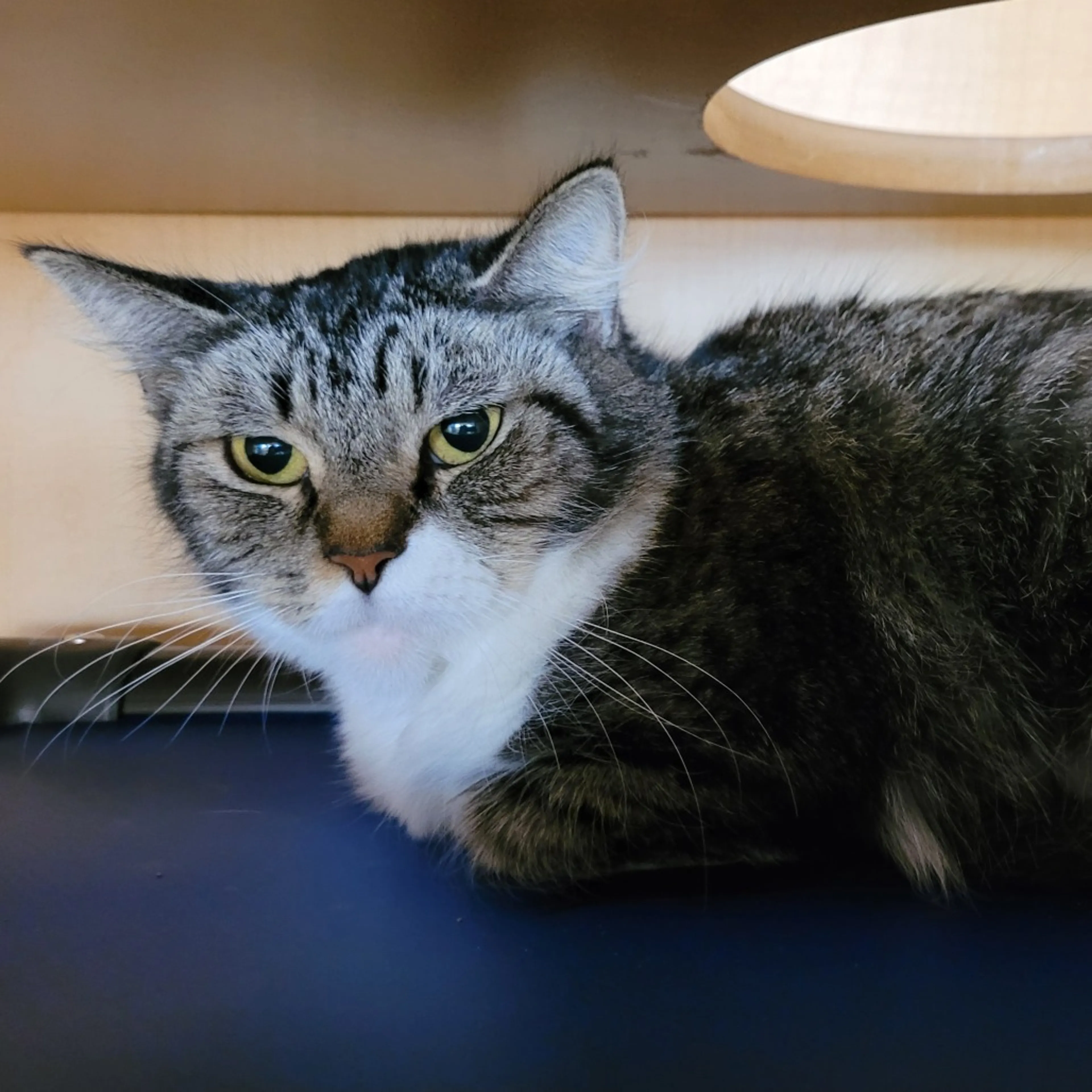 Found pet-1