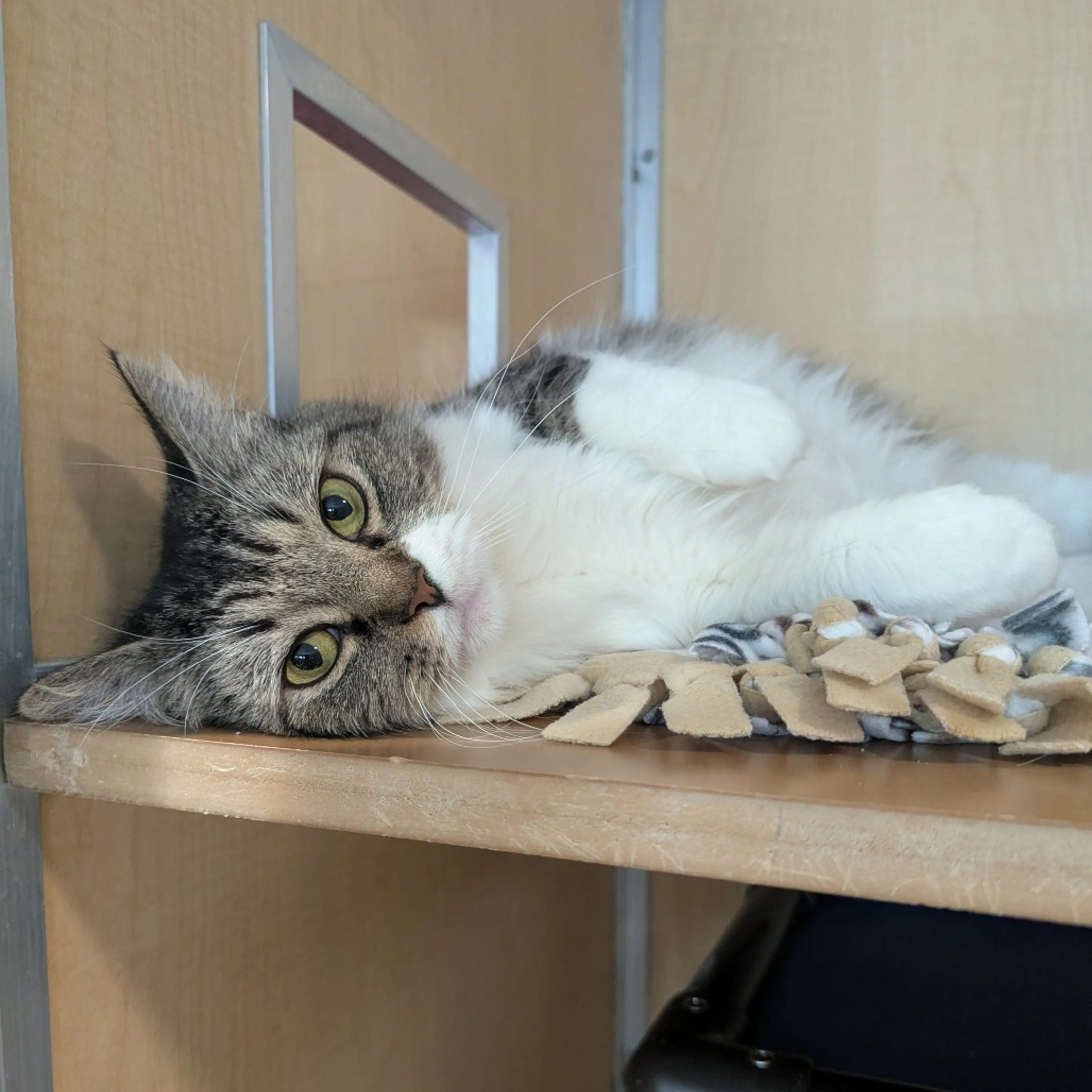 Found pet-2
