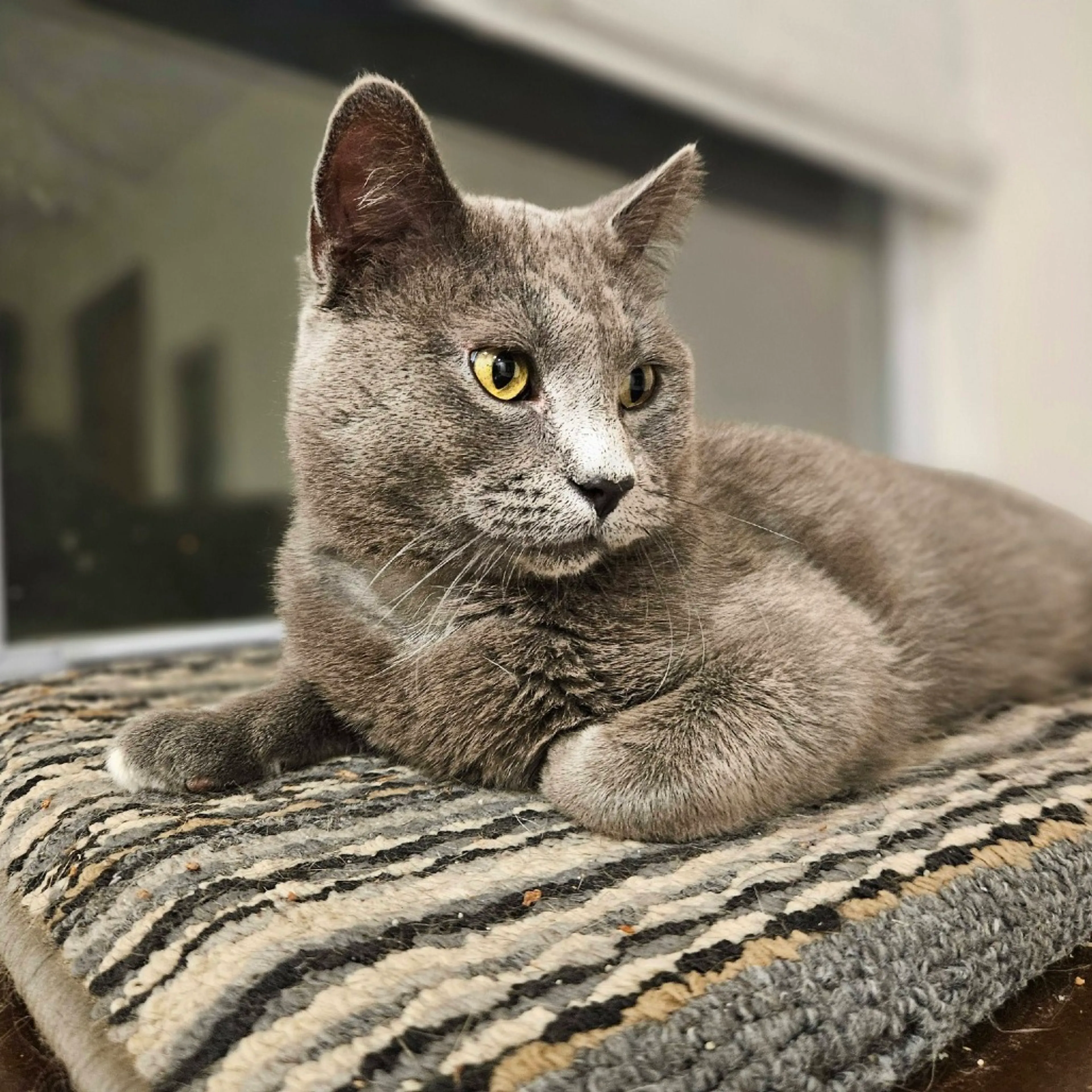 Found pet-7