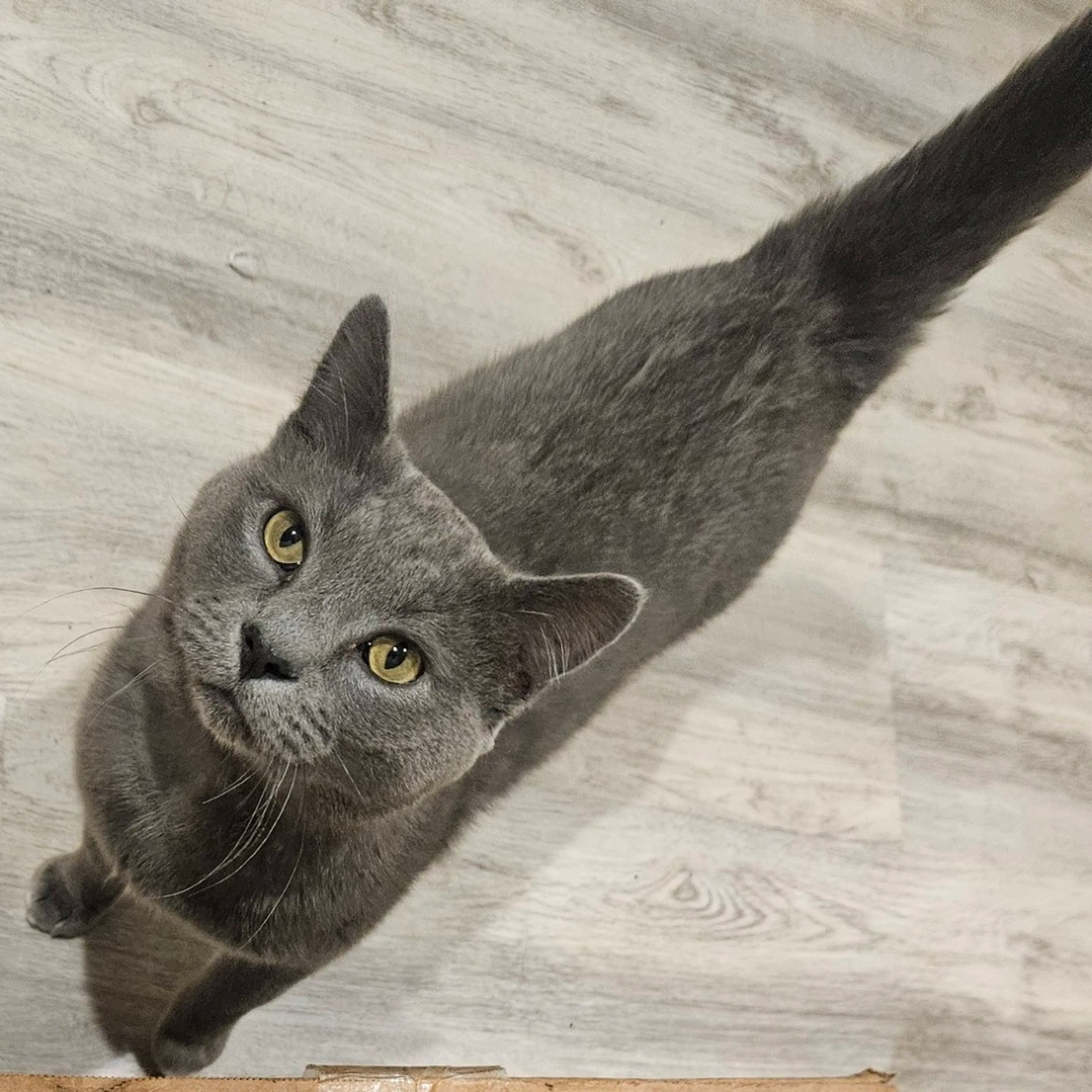 Found pet-3