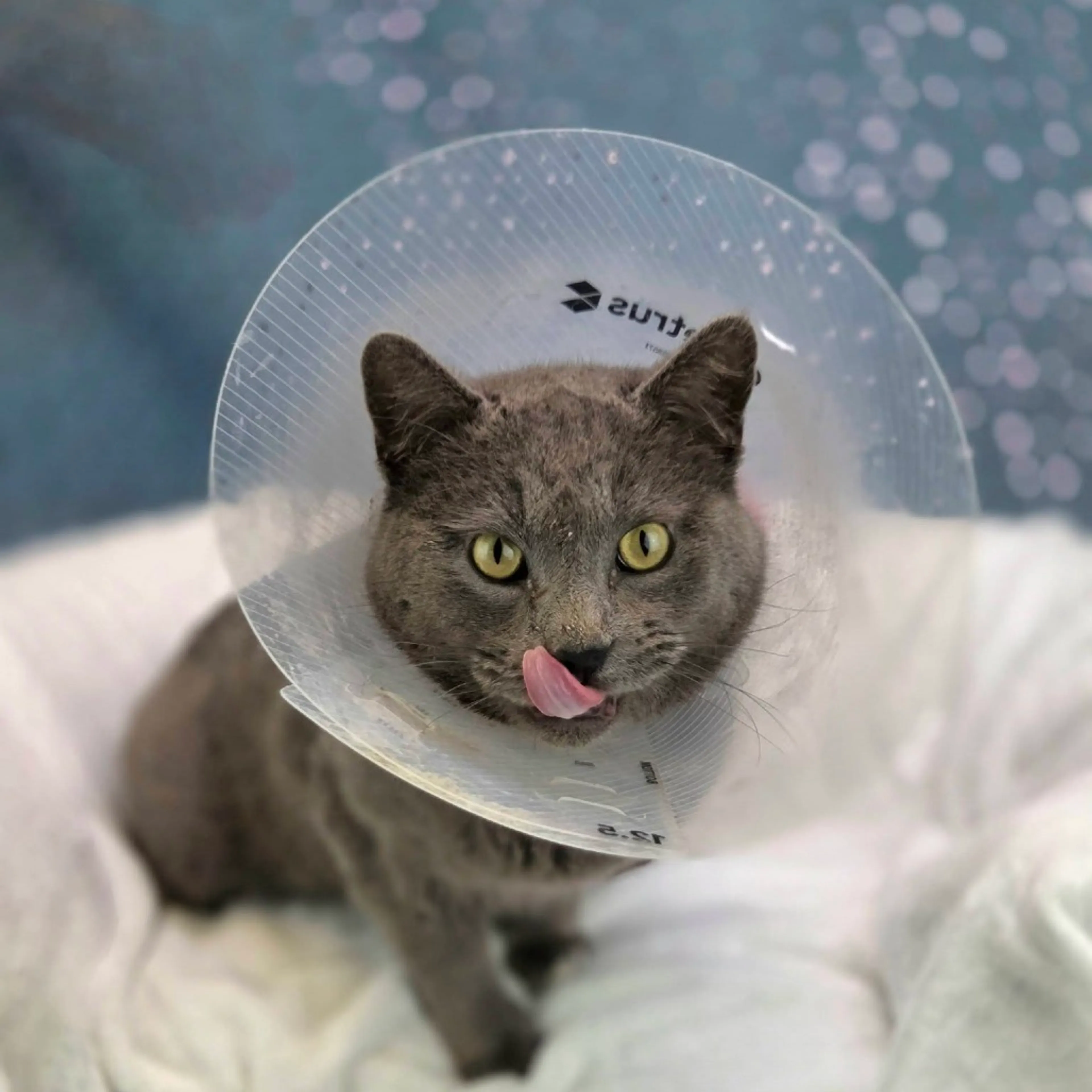 Found pet-5